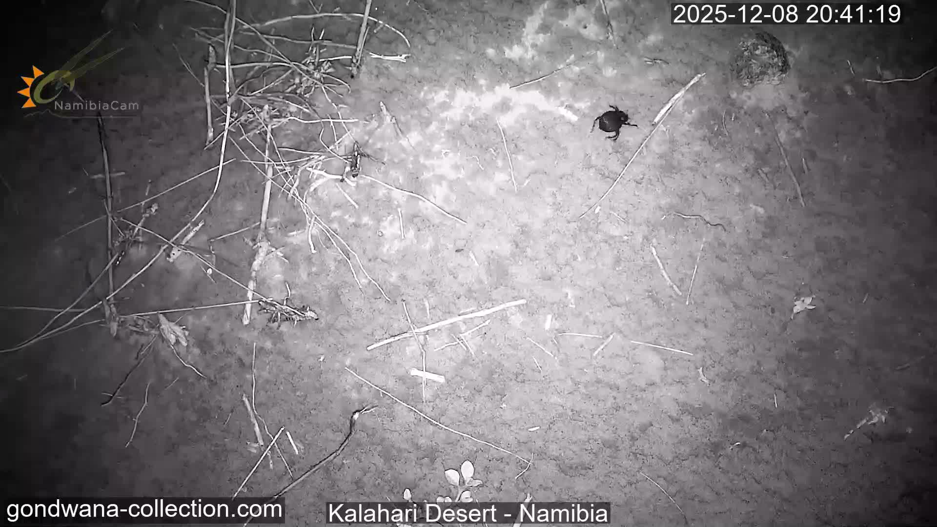 Natural Life in the Kalahari Desert (Gondwana Kalahari Park)  Live Cam - Mariental, Hardap, Namibia