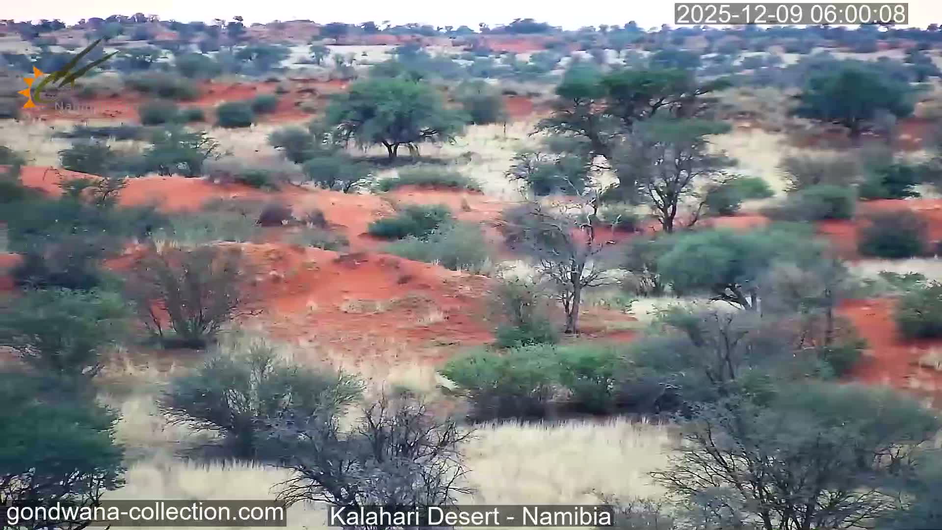 Natural Life in the Kalahari Desert (Gondwana Kalahari Park)  Live Cam - Mariental, Hardap, Namibia