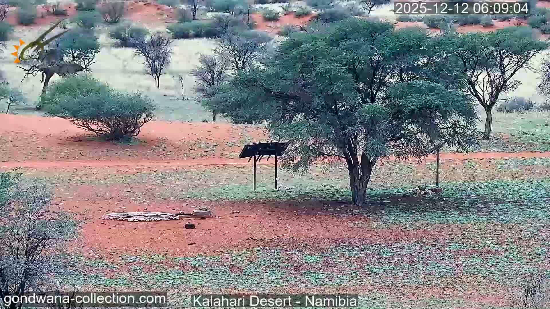 Natural Life in the Kalahari Desert (Gondwana Kalahari Park)  Live Cam - Mariental, Hardap, Namibia