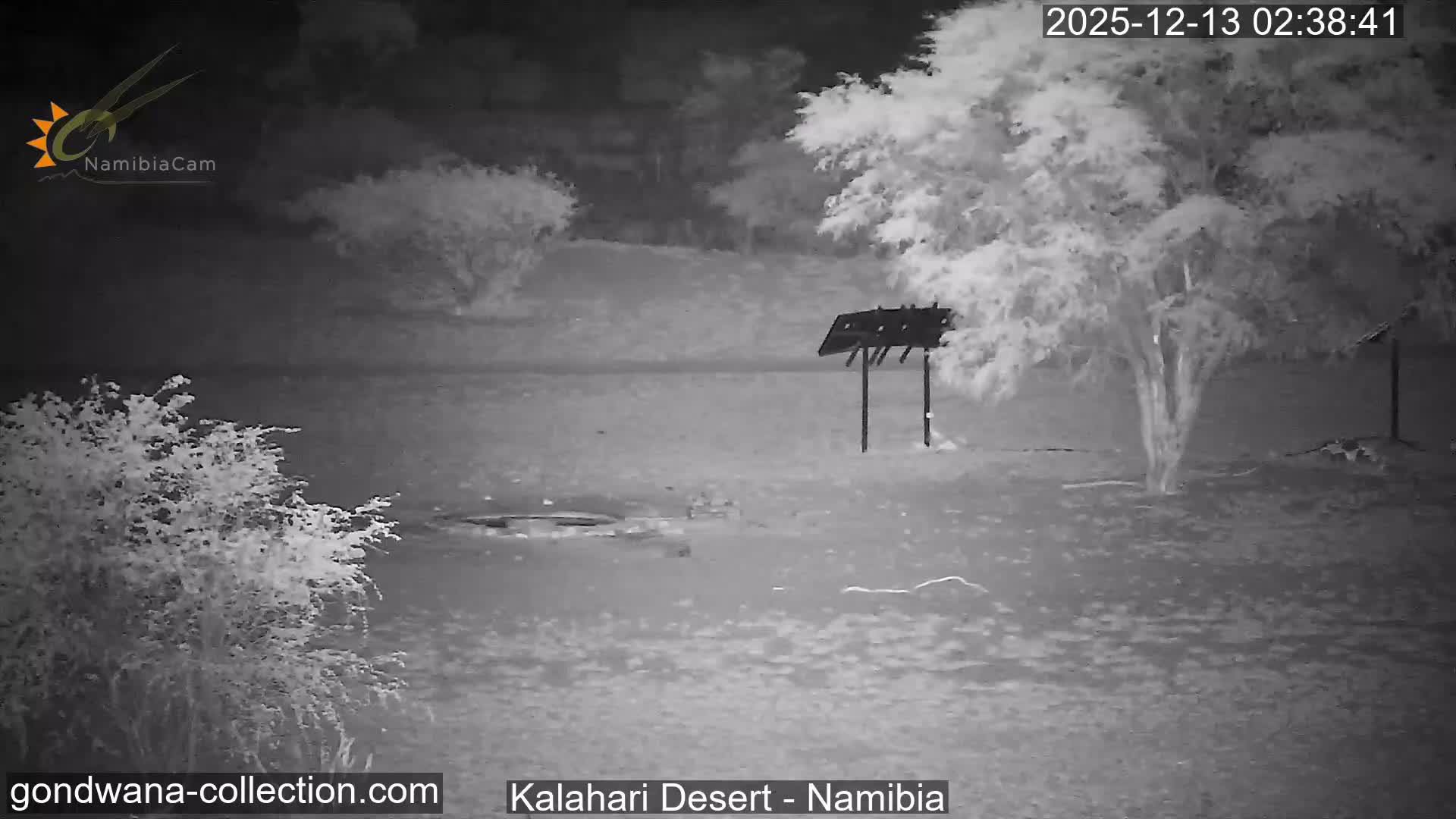 Natural Life in the Kalahari Desert (Gondwana Kalahari Park)  Live Cam - Mariental, Hardap, Namibia