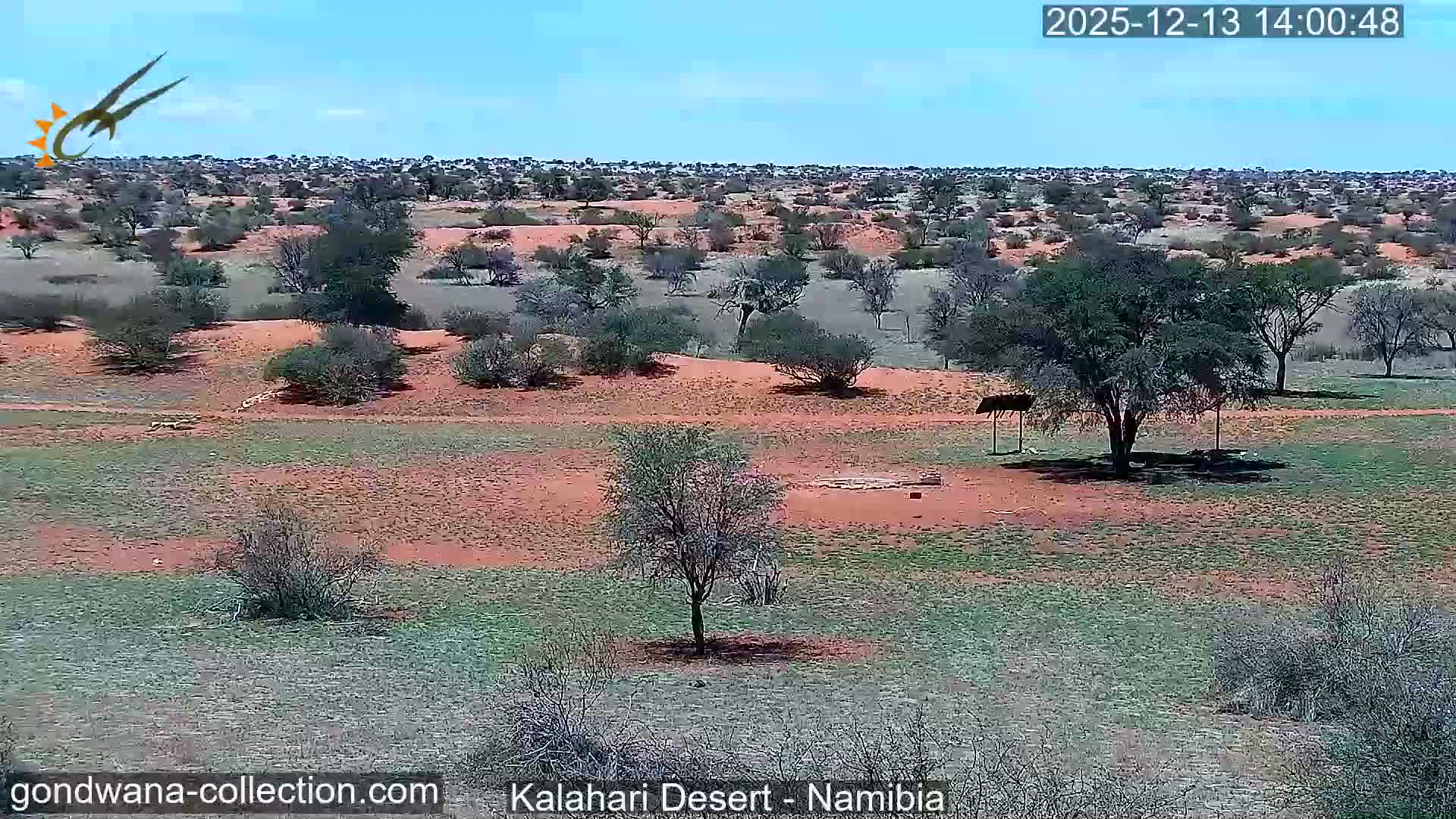Natural Life in the Kalahari Desert (Gondwana Kalahari Park)  Live Cam - Mariental, Hardap, Namibia