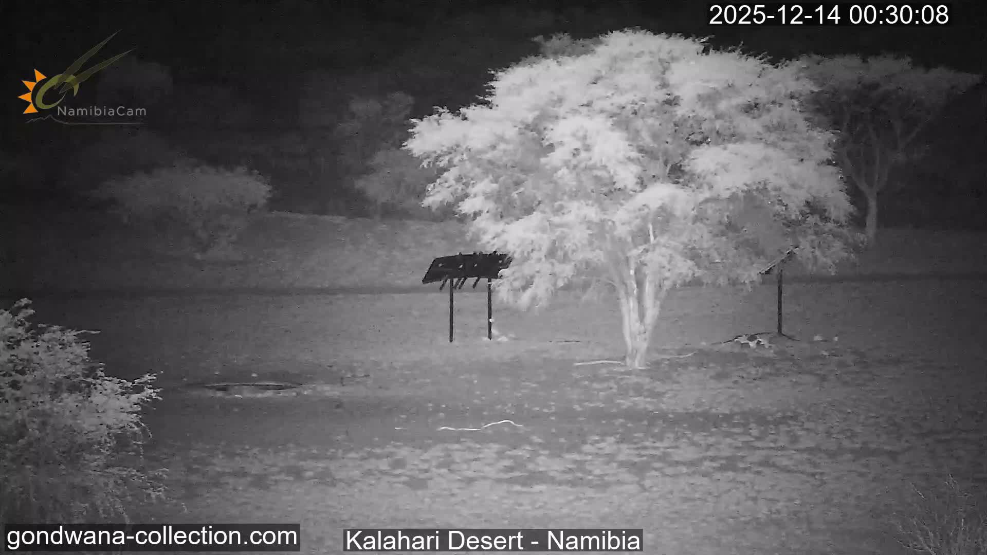 Natural Life in the Kalahari Desert (Gondwana Kalahari Park)  Live Cam - Mariental, Hardap, Namibia