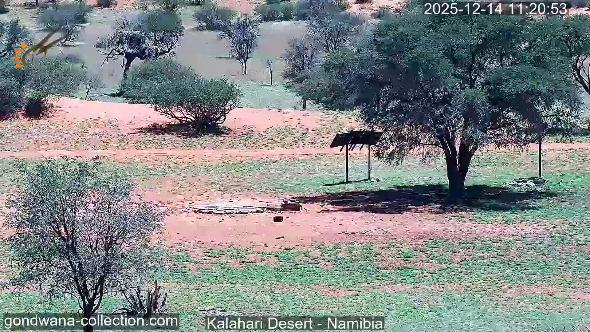 Natural Life in the Kalahari Desert (Gondwana Kalahari Park)  Live Cam - Mariental, Hardap, Namibia