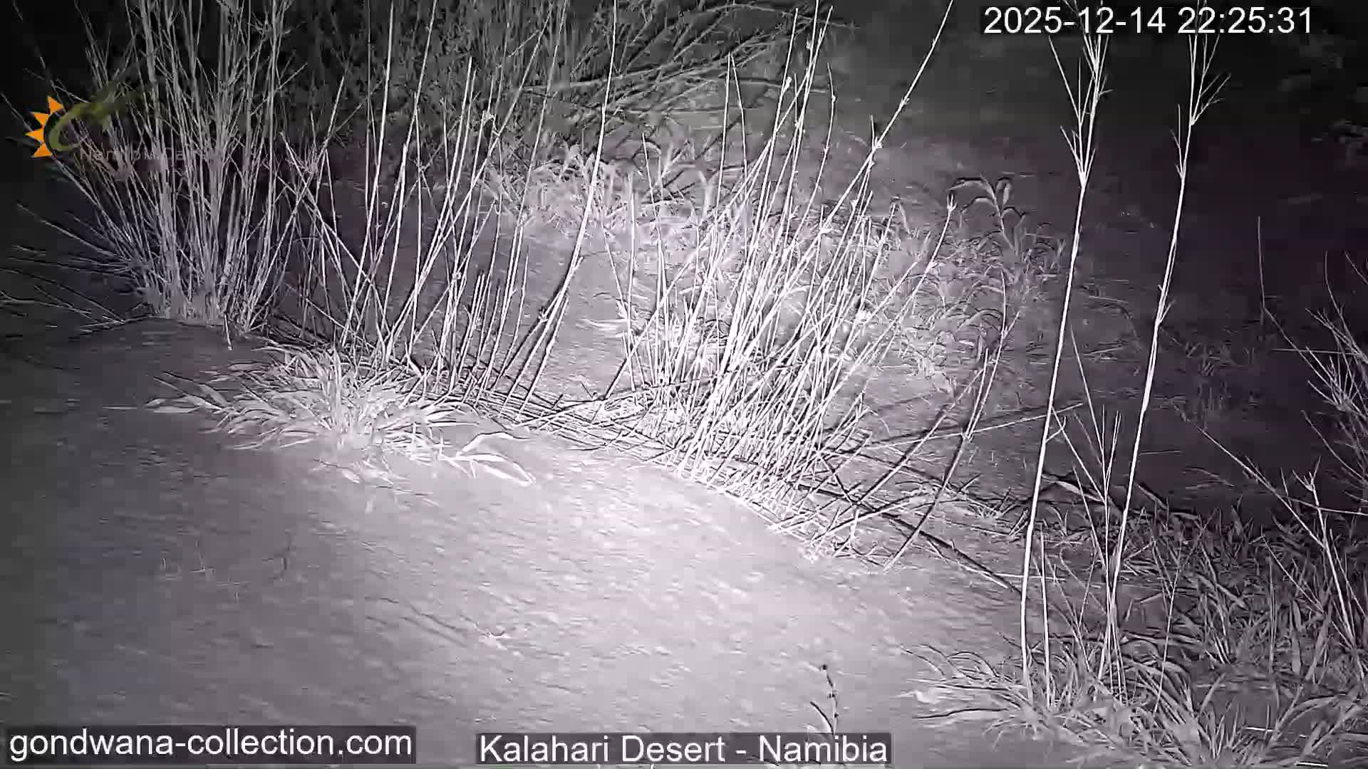 The image shows a dry, sun-drenched desert landscape with sparse green trees and shrubs, a small water trough or feeding station, and a watering hole under bright, clear weather conditions.