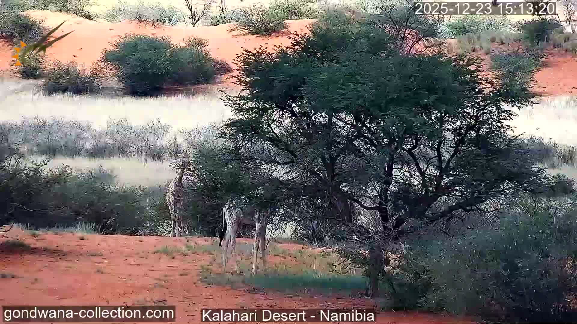 Natural Life in the Kalahari Desert (Gondwana Kalahari Park)  Live Cam - Mariental, Hardap, Namibia