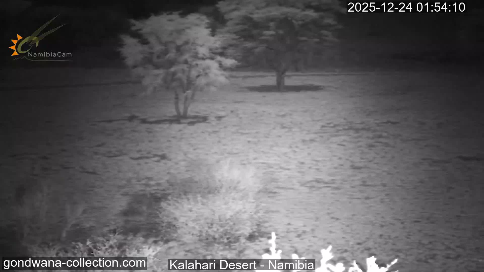 Natural Life in the Kalahari Desert (Gondwana Kalahari Park)  Live Cam - Mariental, Hardap, Namibia