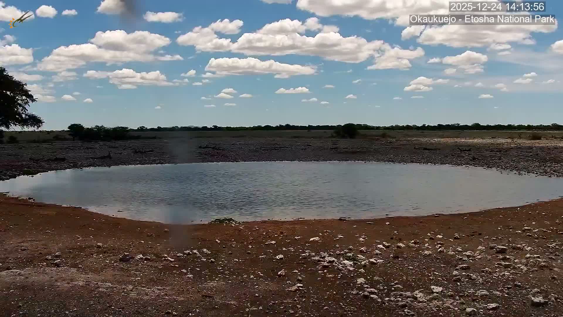 Natural Life in the Kalahari Desert (Gondwana Kalahari Park)  Live Cam - Mariental, Hardap, Namibia