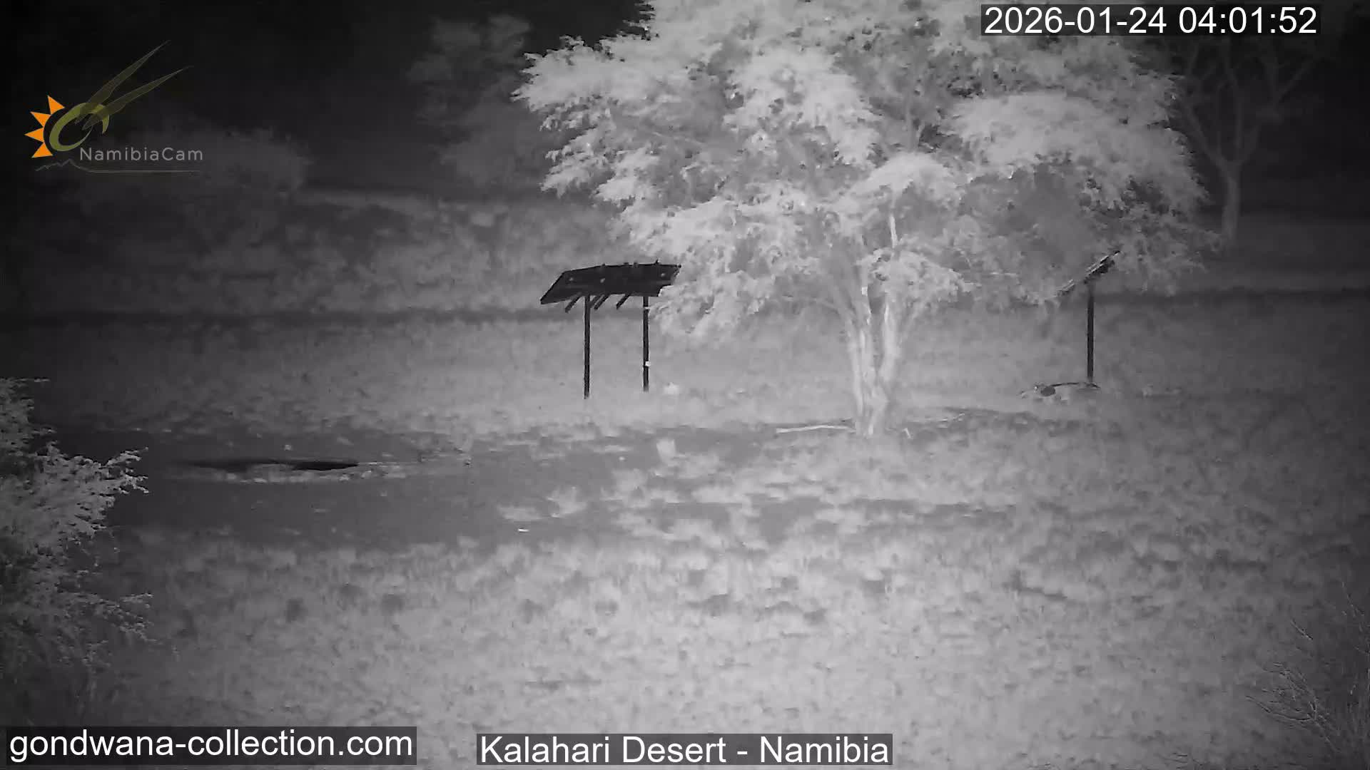 Natural Life in the Kalahari Desert (Gondwana Kalahari Park)  Live Cam - Mariental, Hardap, Namibia