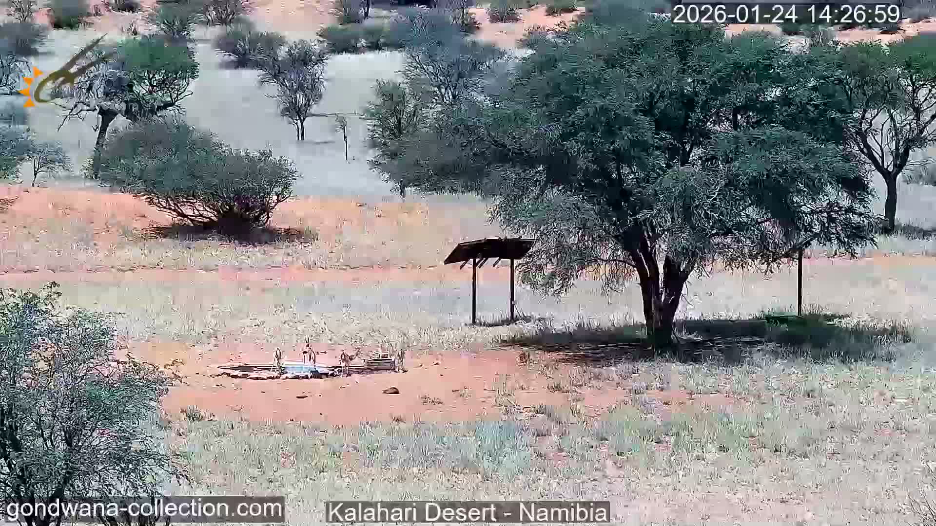 Natural Life in the Kalahari Desert (Gondwana Kalahari Park)  Live Cam - Mariental, Hardap, Namibia