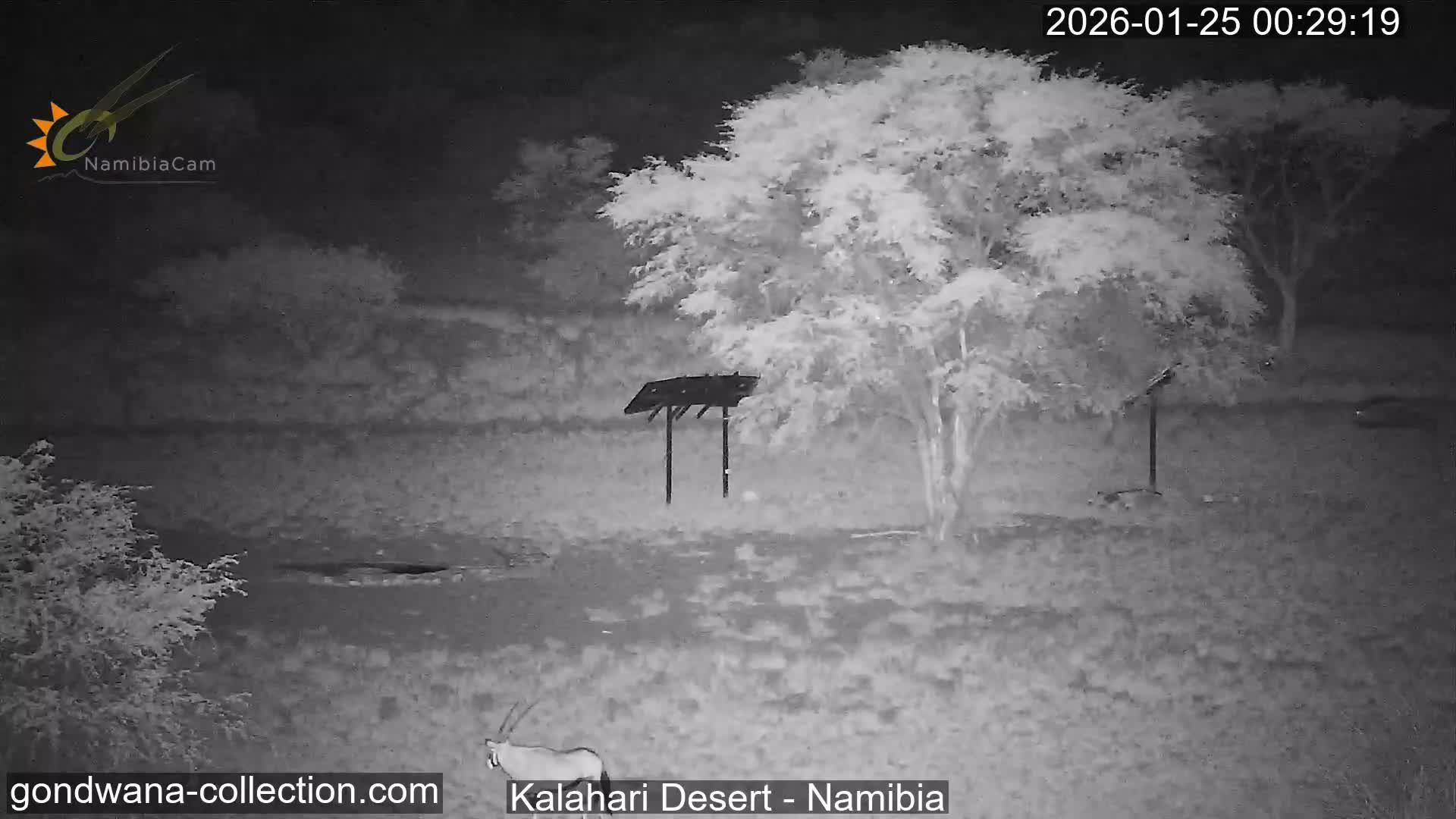 Natural Life in the Kalahari Desert (Gondwana Kalahari Park)  Live Cam - Mariental, Hardap, Namibia