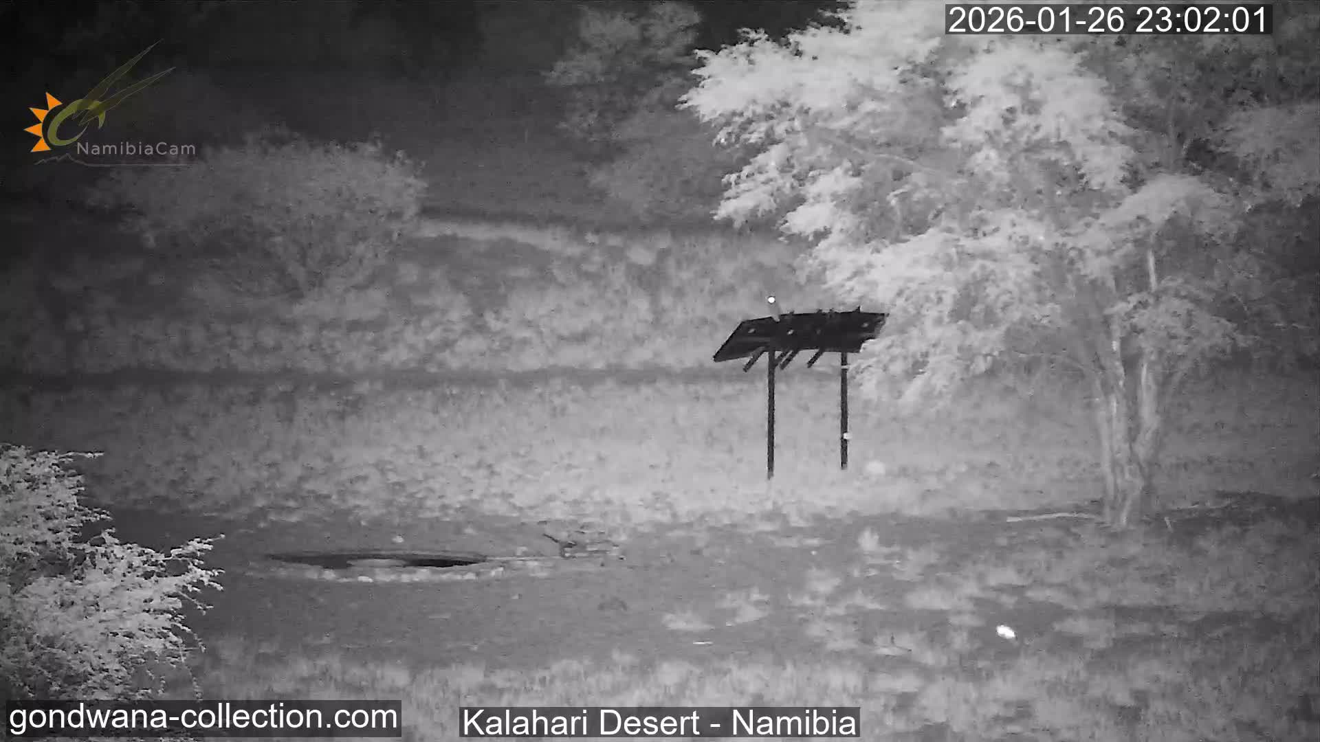 Natural Life in the Kalahari Desert (Gondwana Kalahari Park)  Live Cam - Mariental, Hardap, Namibia