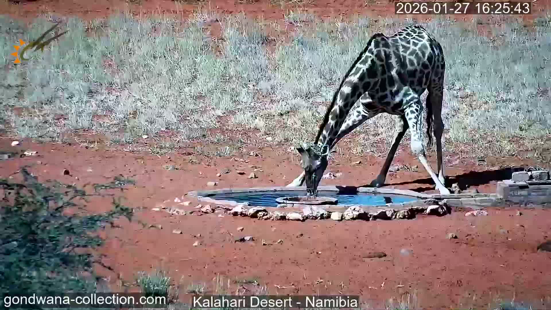 Natural Life in the Kalahari Desert (Gondwana Kalahari Park)  Live Cam - Mariental, Hardap, Namibia