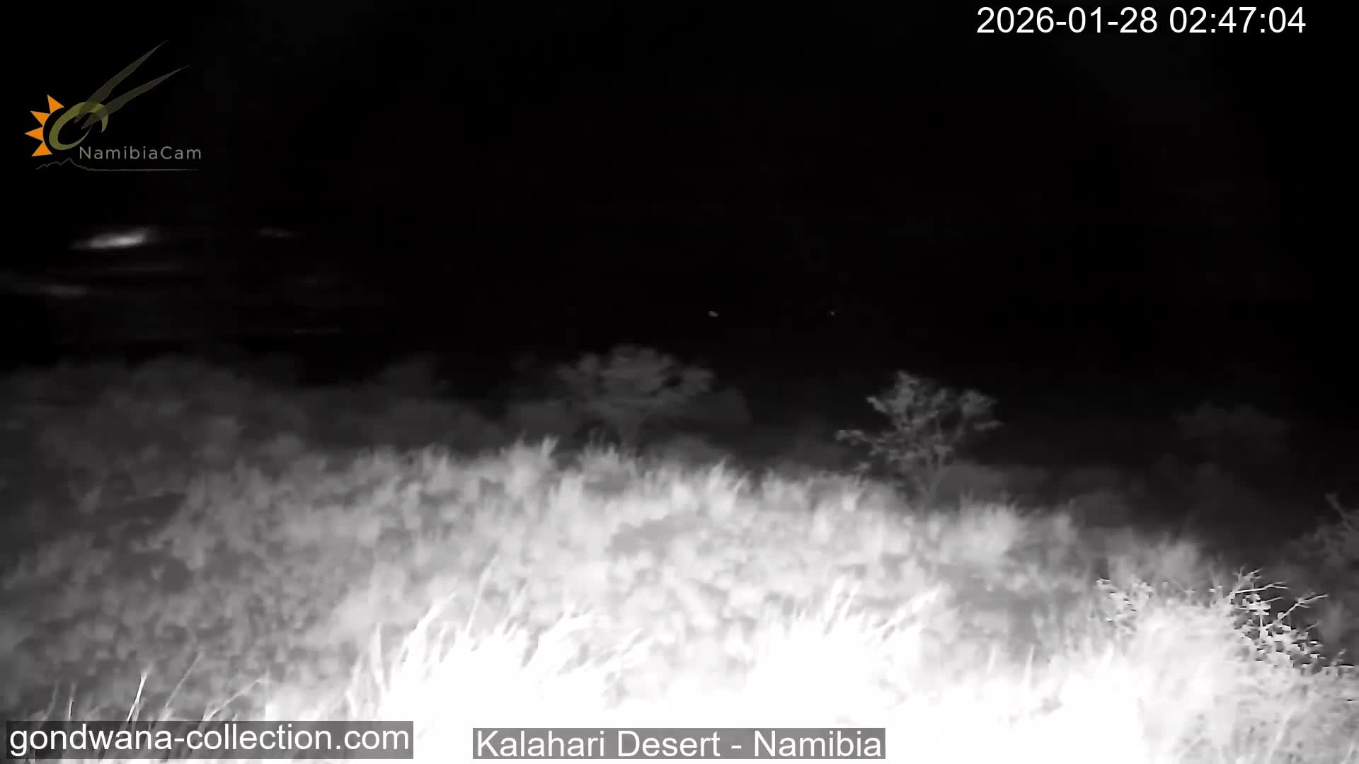 Natural Life in the Kalahari Desert (Gondwana Kalahari Park)  Live Cam - Mariental, Hardap, Namibia