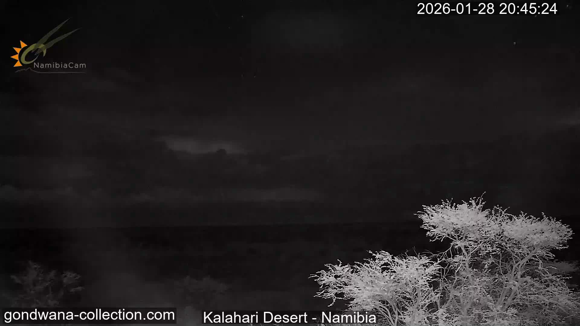 Natural Life in the Kalahari Desert (Gondwana Kalahari Park)  Live Cam - Mariental, Hardap, Namibia