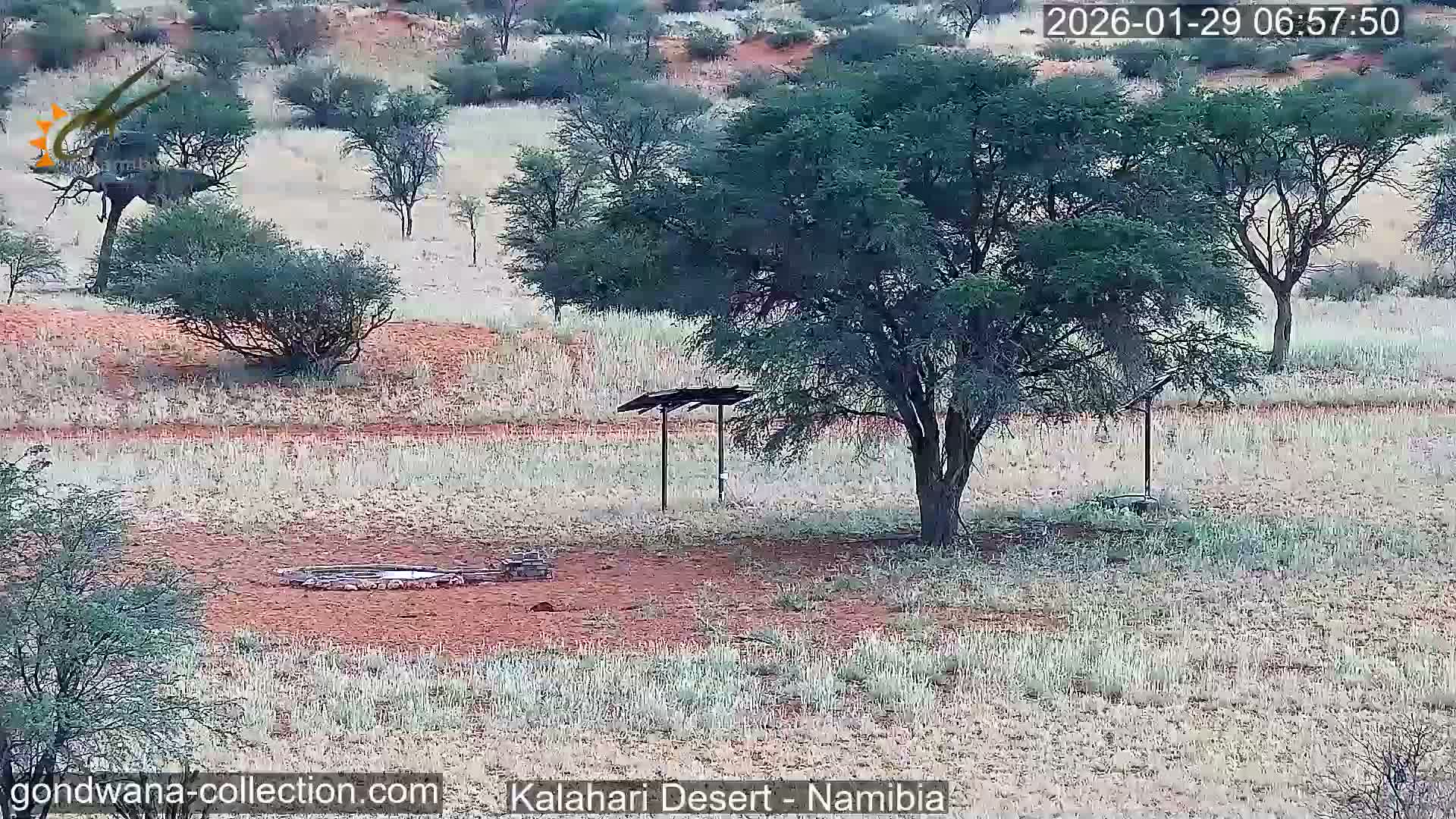 Natural Life in the Kalahari Desert (Gondwana Kalahari Park)  Live Cam - Mariental, Hardap, Namibia