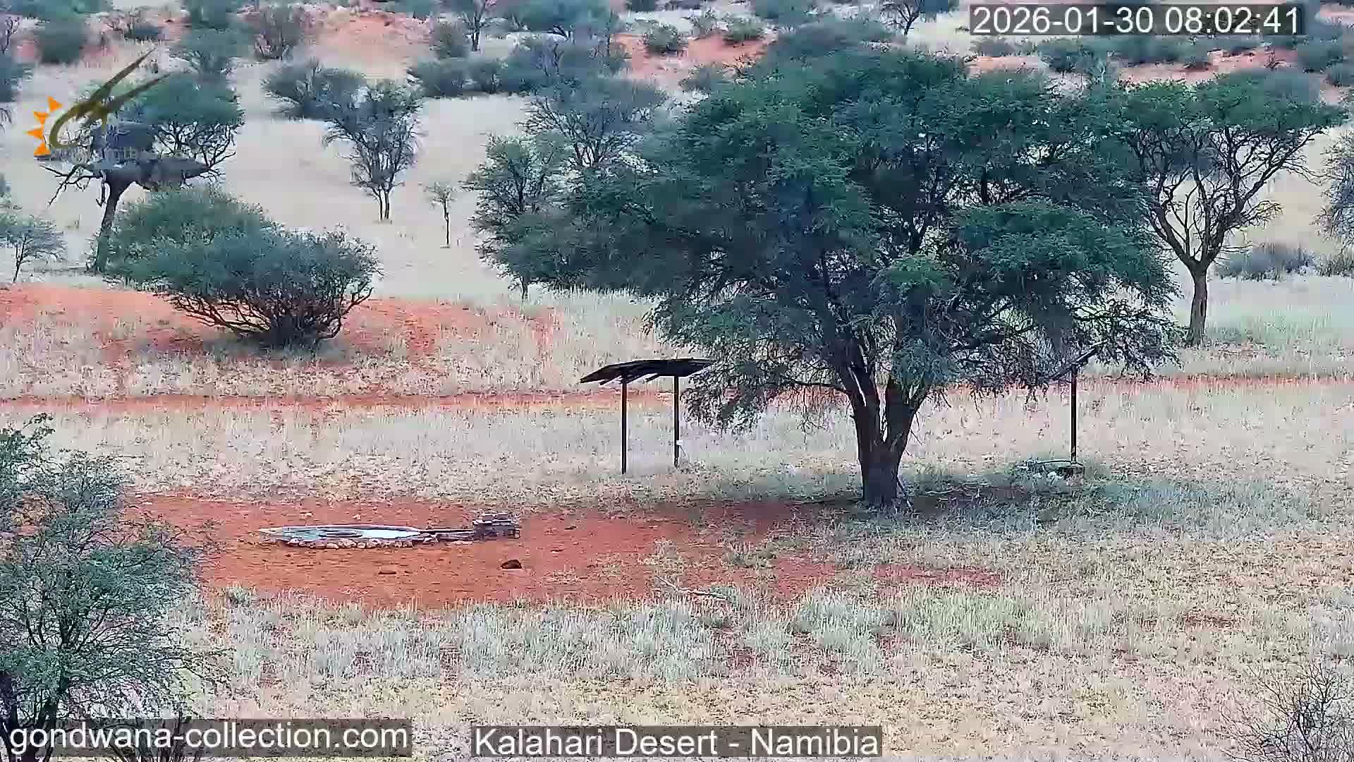 Natural Life in the Kalahari Desert (Gondwana Kalahari Park)  Live Cam - Mariental, Hardap, Namibia