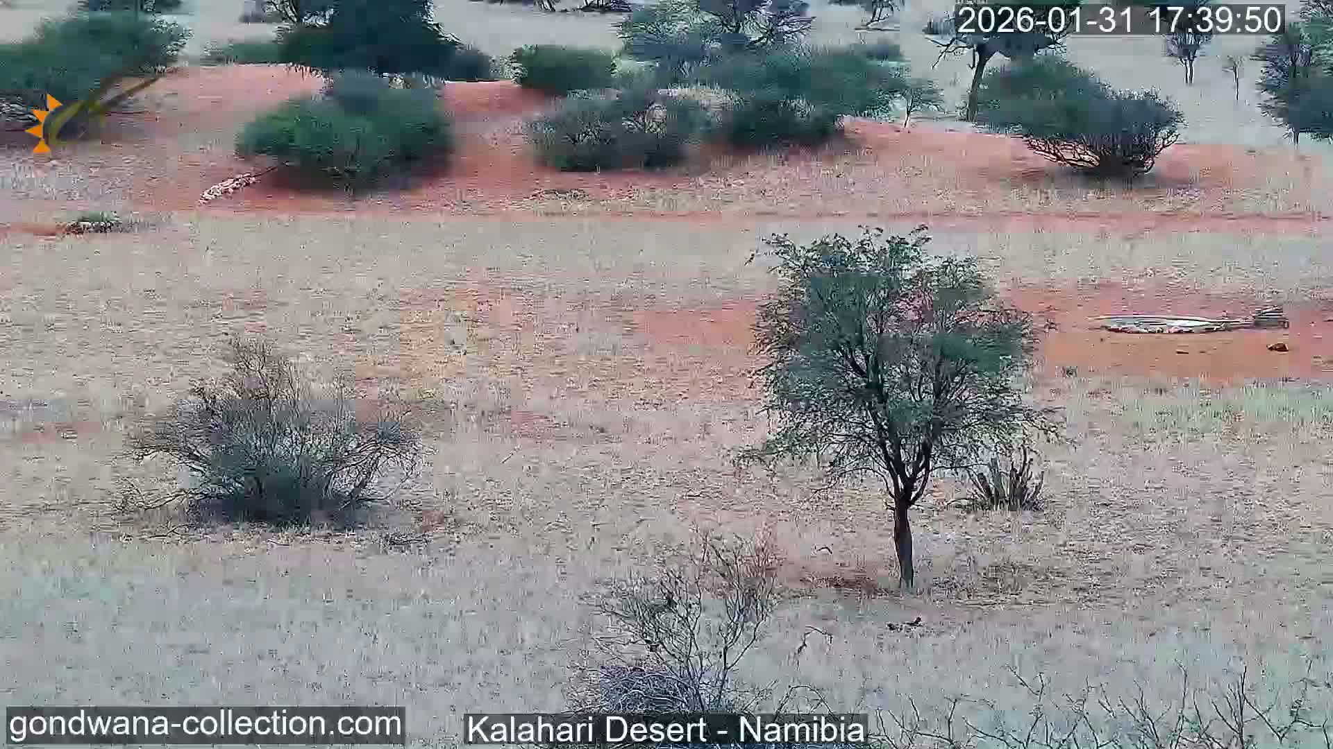 Natural Life in the Kalahari Desert (Gondwana Kalahari Park)  Live Cam - Mariental, Hardap, Namibia