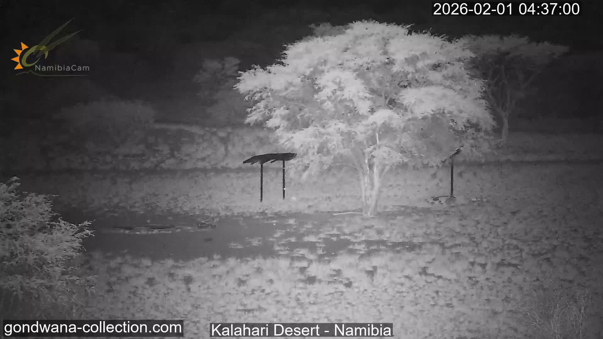Natural Life in the Kalahari Desert (Gondwana Kalahari Park)  Live Cam - Mariental, Hardap, Namibia