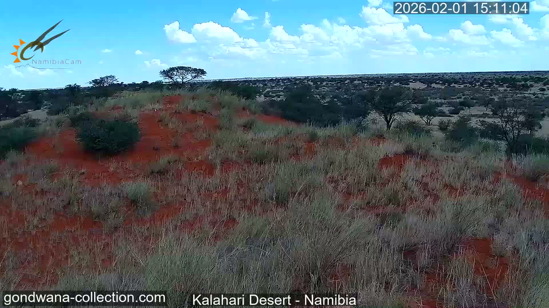 Natural Life in the Kalahari Desert (Gondwana Kalahari Park)  Live Cam - Mariental, Hardap, Namibia