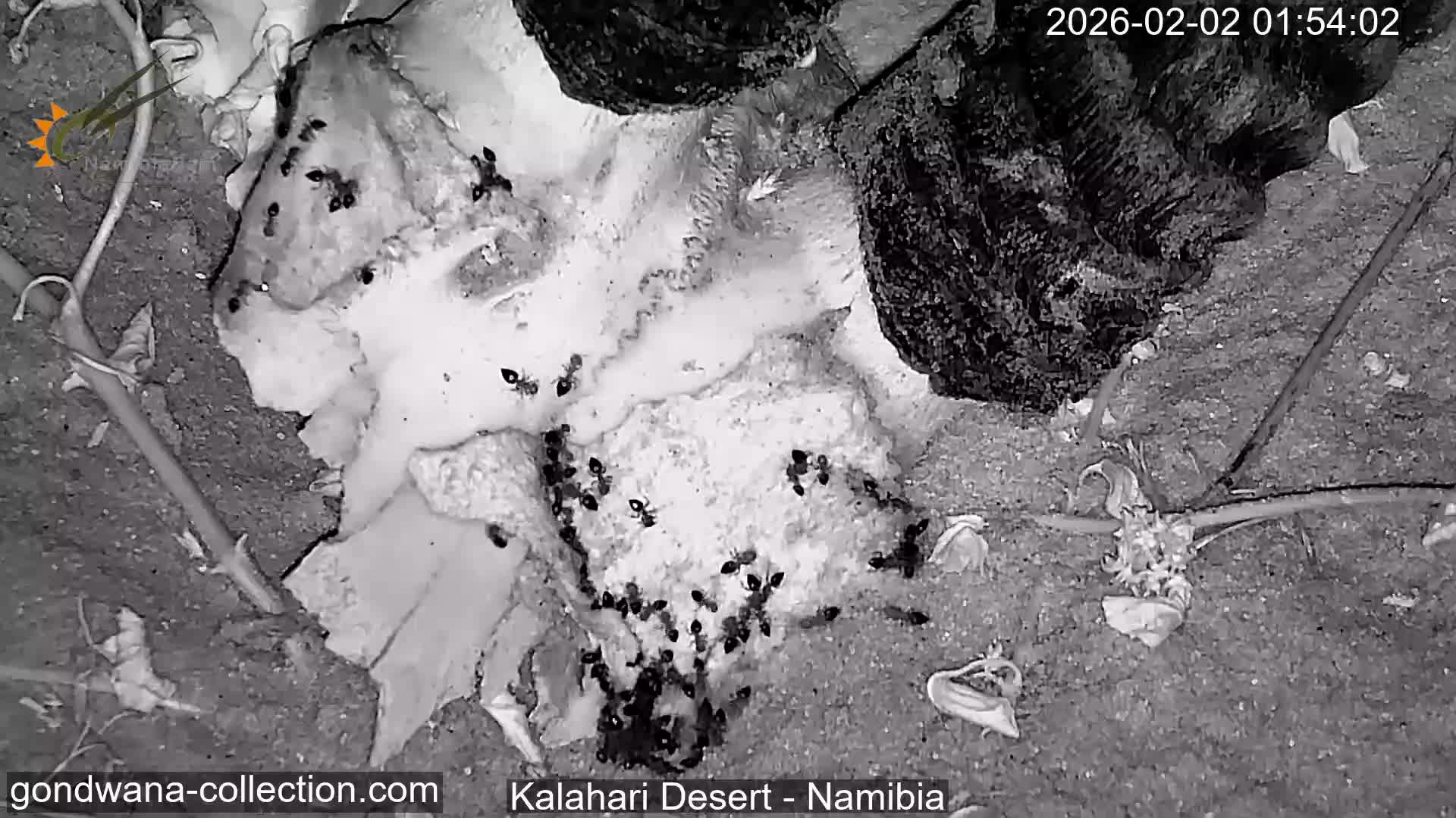 Natural Life in the Kalahari Desert (Gondwana Kalahari Park)  Live Cam - Mariental, Hardap, Namibia