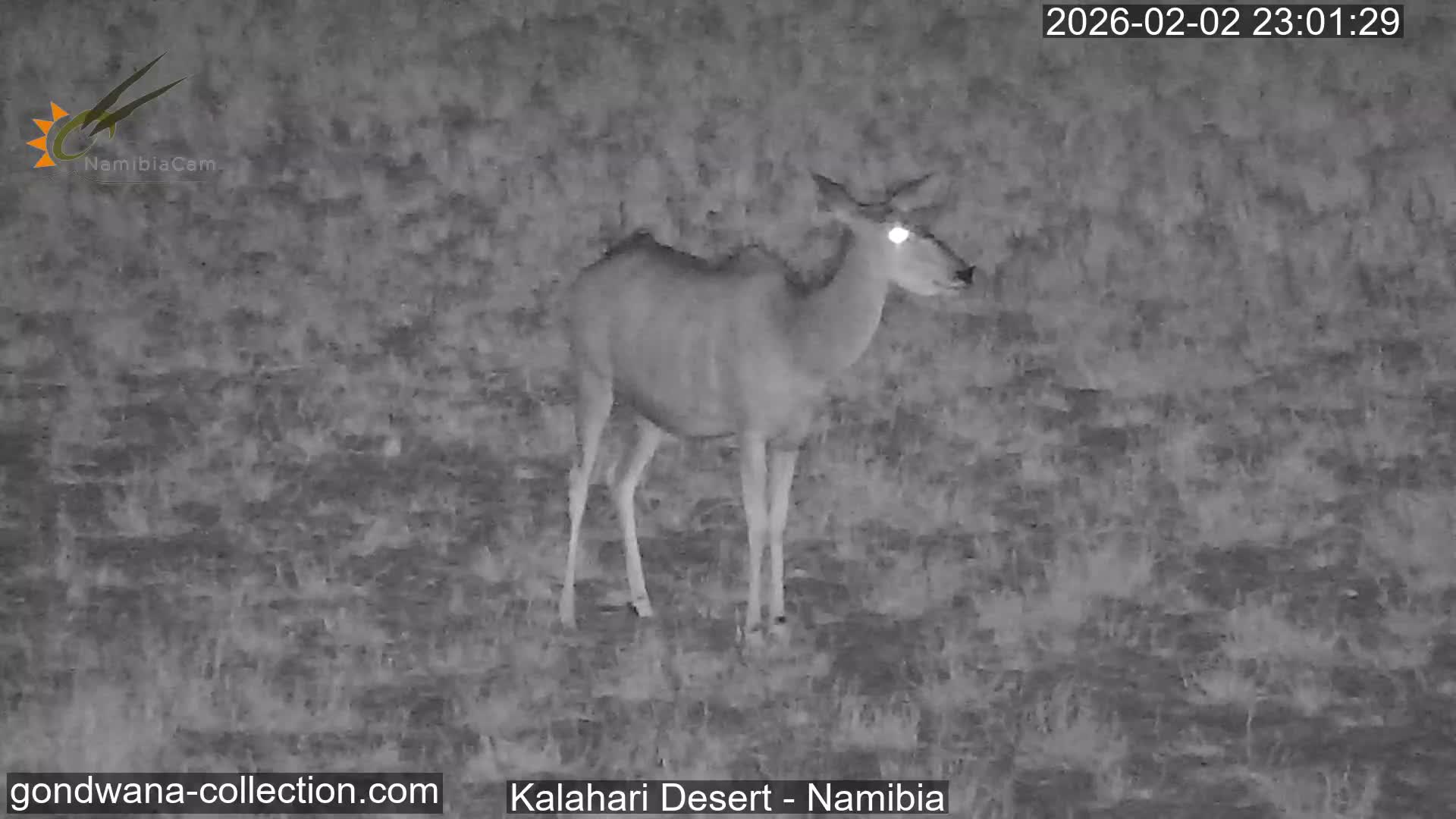 Natural Life in the Kalahari Desert (Gondwana Kalahari Park)  Live Cam - Mariental, Hardap, Namibia