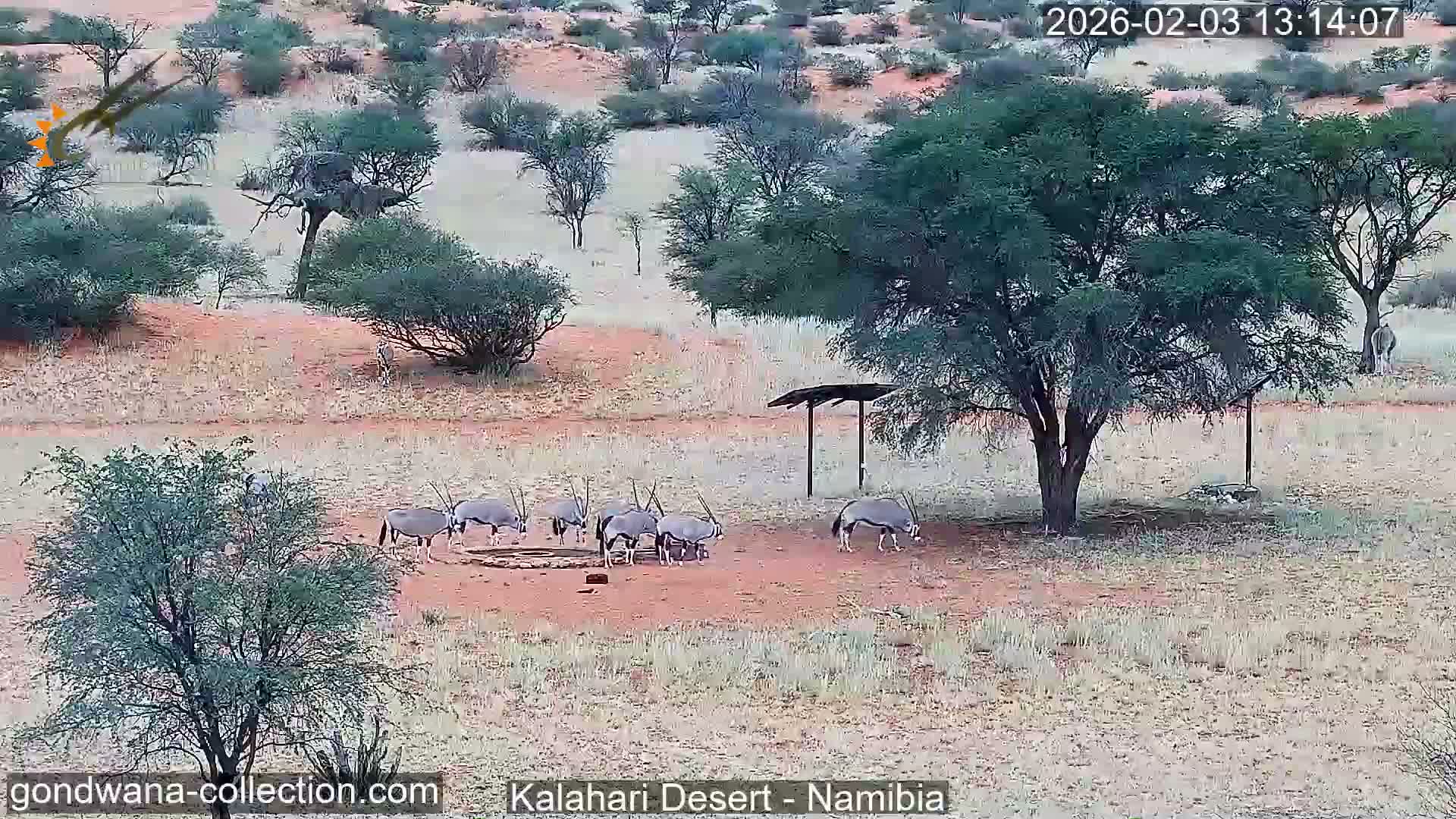 Natural Life in the Kalahari Desert (Gondwana Kalahari Park)  Live Cam - Mariental, Hardap, Namibia