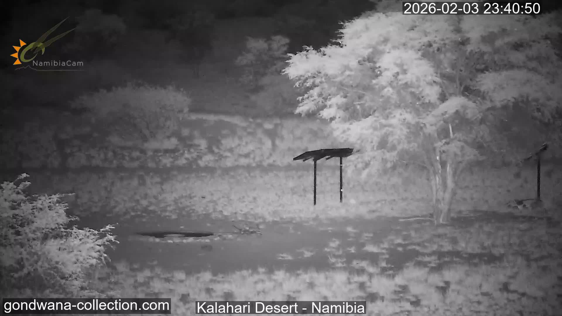 Natural Life in the Kalahari Desert (Gondwana Kalahari Park)  Live Cam - Mariental, Hardap, Namibia