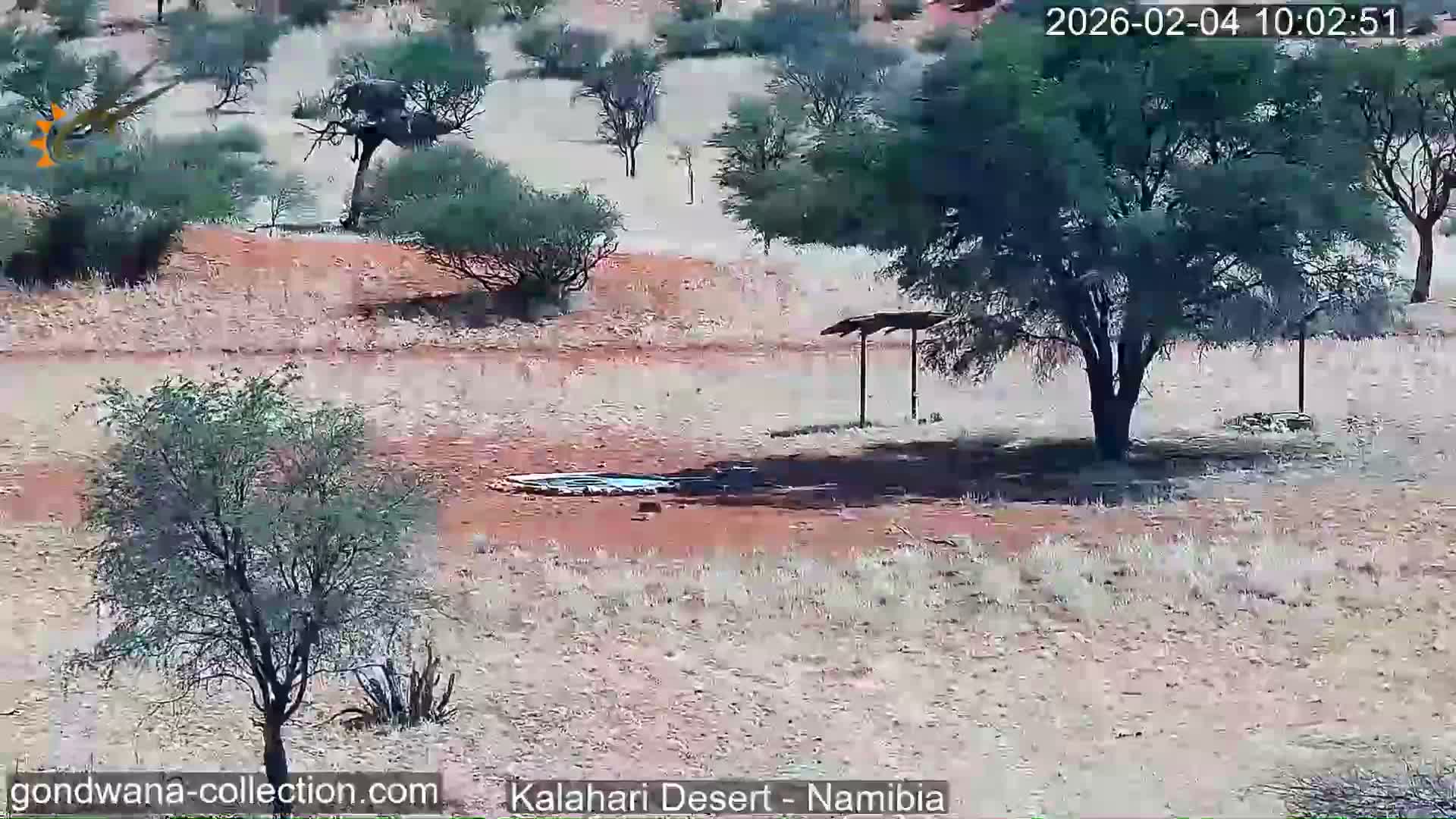 Natural Life in the Kalahari Desert (Gondwana Kalahari Park)  Live Cam - Mariental, Hardap, Namibia