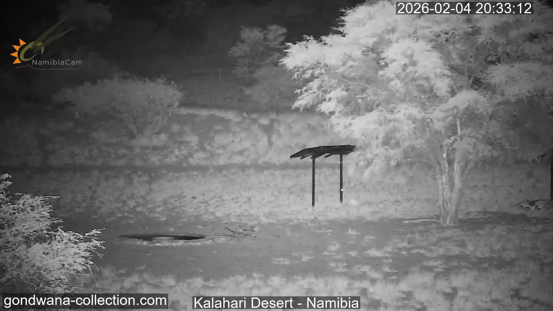 Natural Life in the Kalahari Desert (Gondwana Kalahari Park)  Live Cam - Mariental, Hardap, Namibia