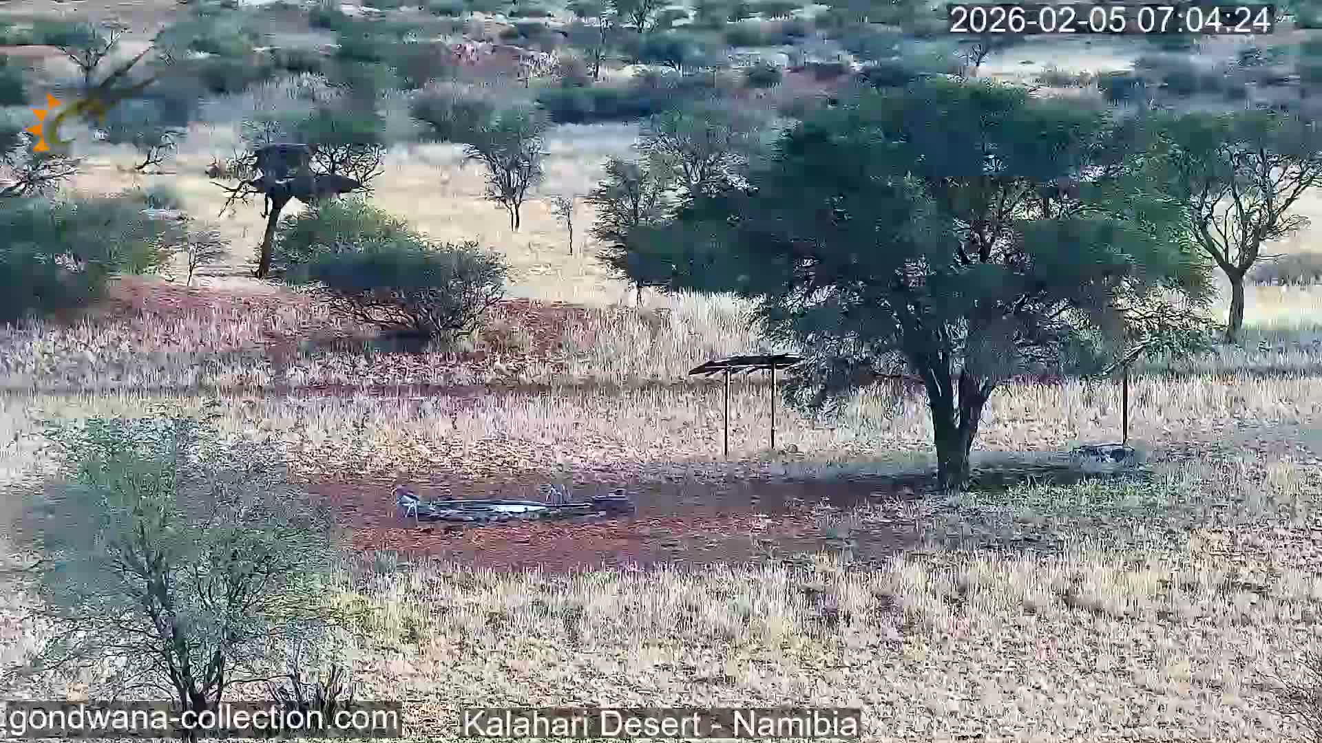 Natural Life in the Kalahari Desert (Gondwana Kalahari Park)  Live Cam - Mariental, Hardap, Namibia