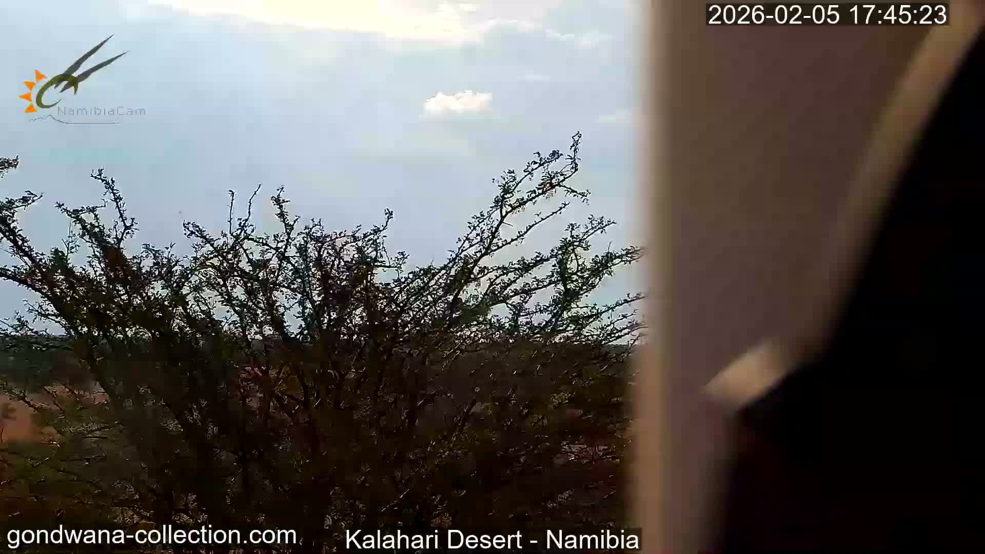 Natural Life in the Kalahari Desert (Gondwana Kalahari Park)  Live Cam - Mariental, Hardap, Namibia