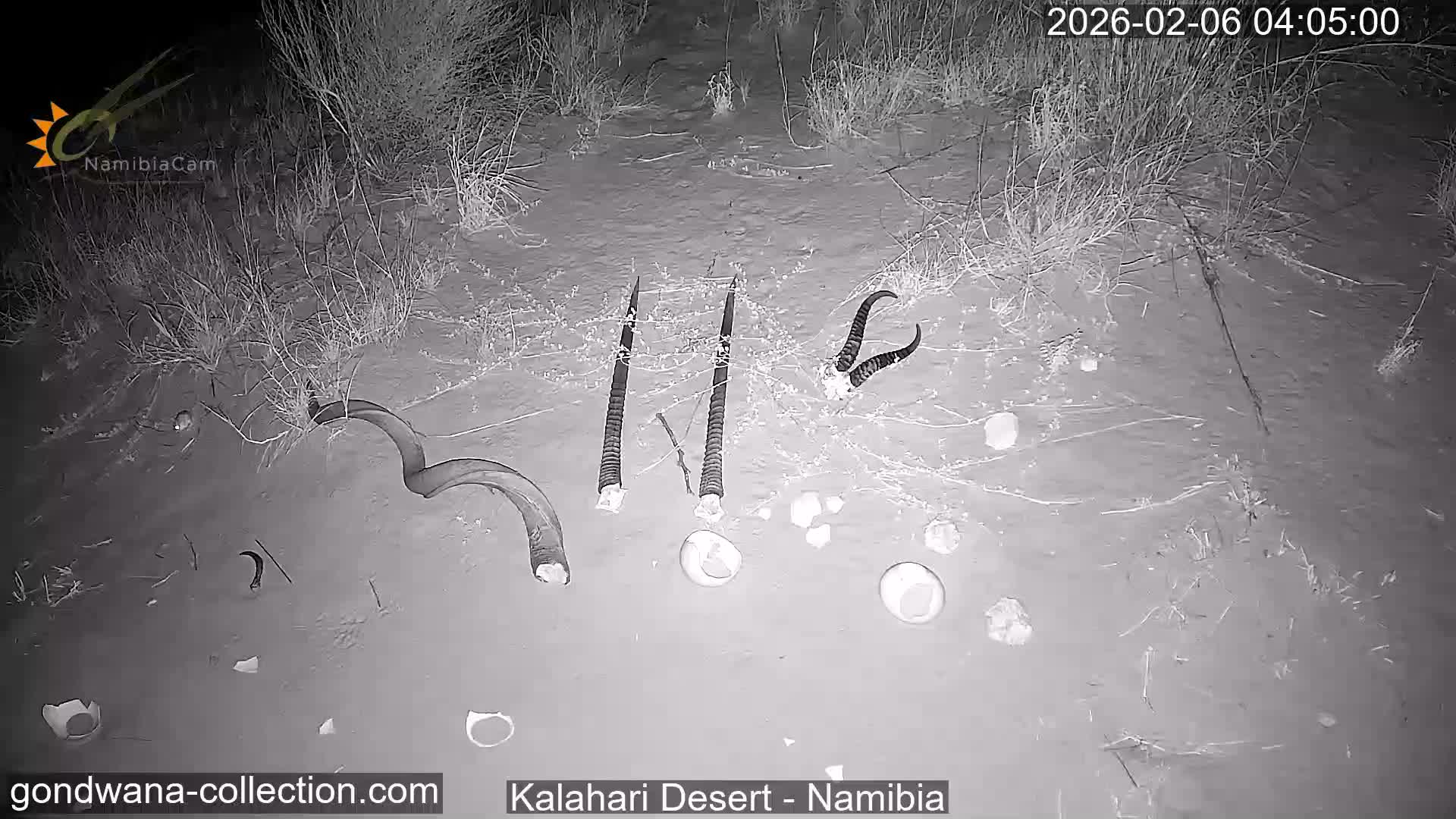 Natural Life in the Kalahari Desert (Gondwana Kalahari Park)  Live Cam - Mariental, Hardap, Namibia