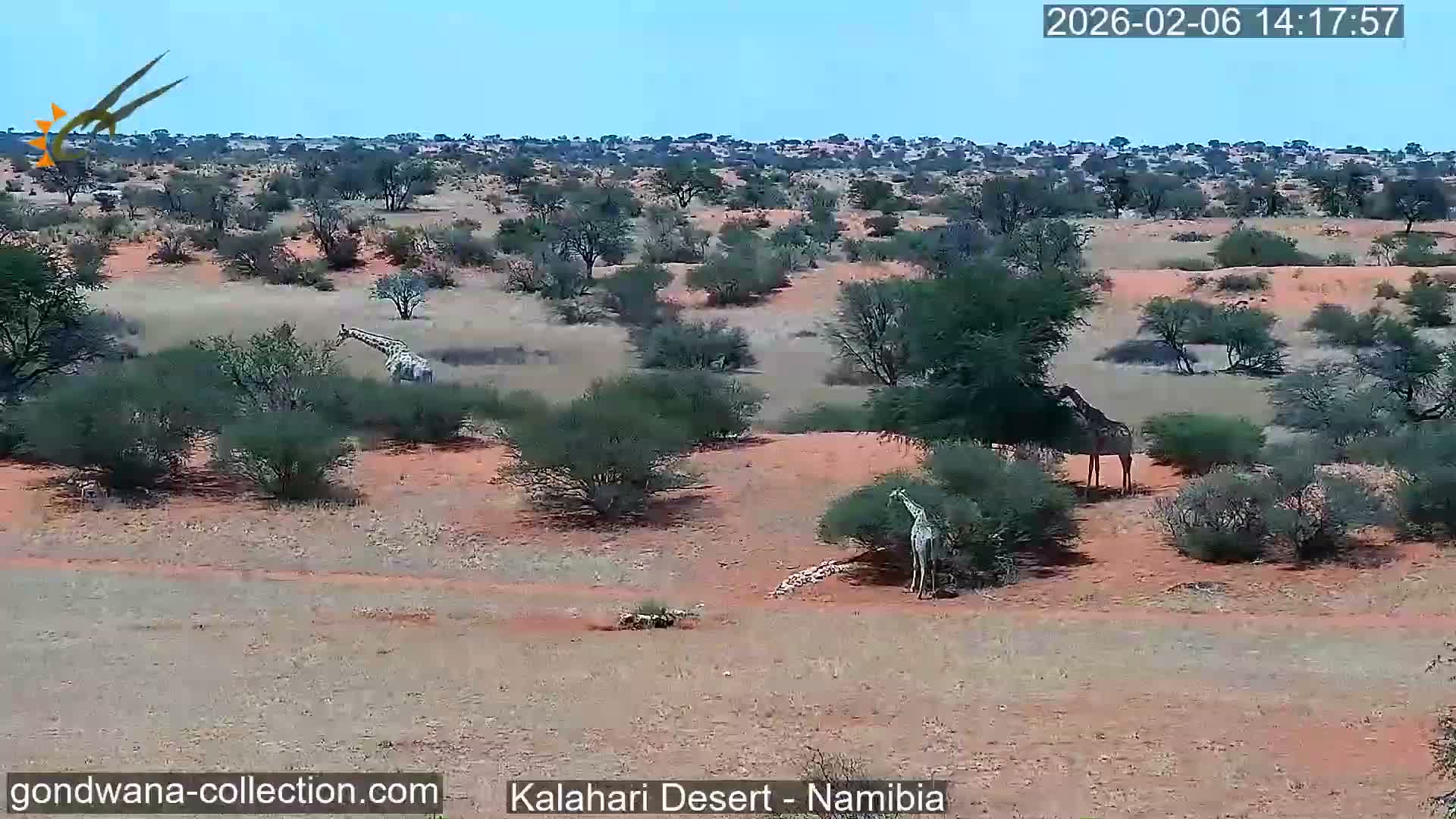 Natural Life in the Kalahari Desert (Gondwana Kalahari Park)  Live Cam - Mariental, Hardap, Namibia