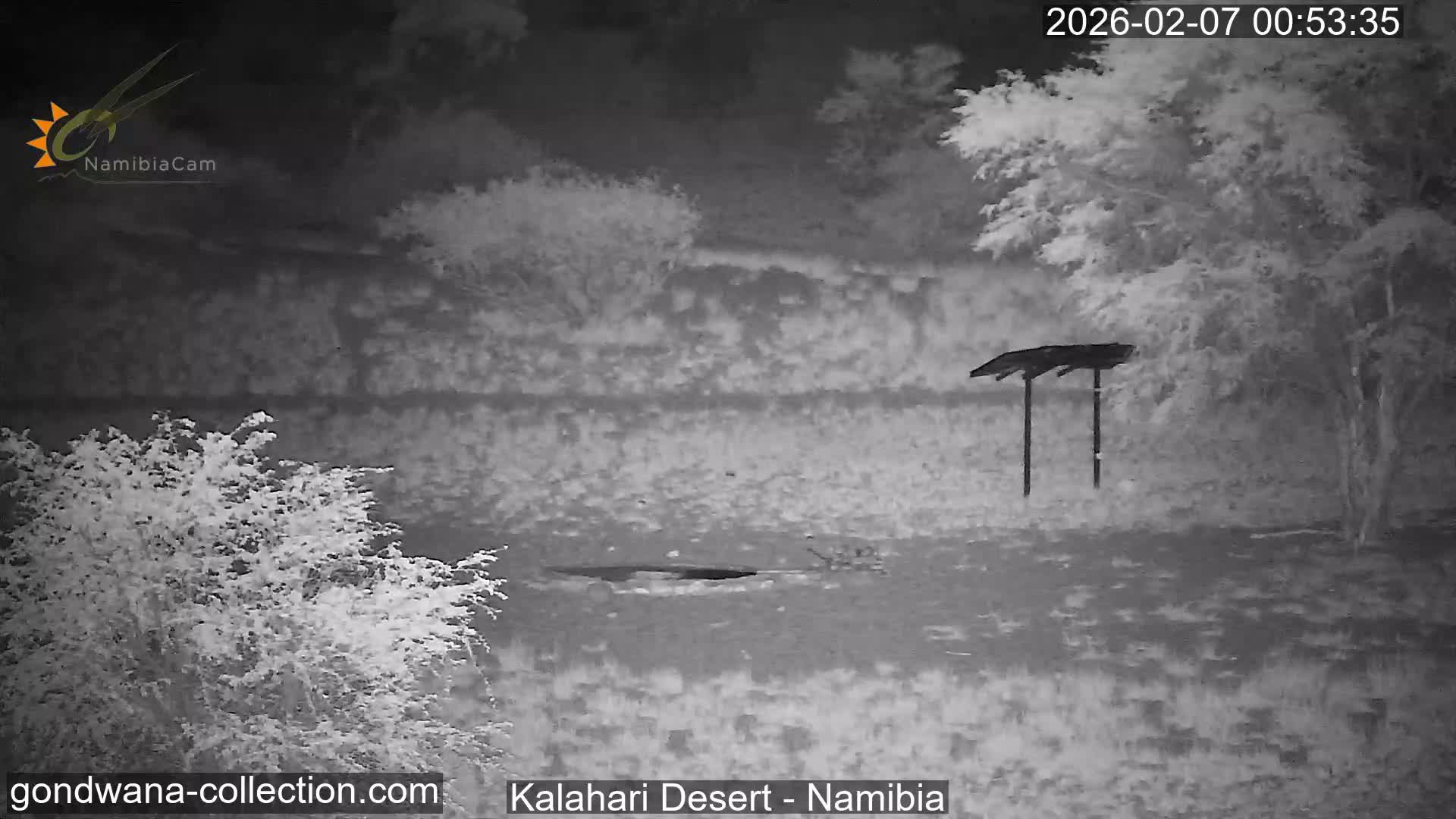 Natural Life in the Kalahari Desert (Gondwana Kalahari Park)  Live Cam - Mariental, Hardap, Namibia