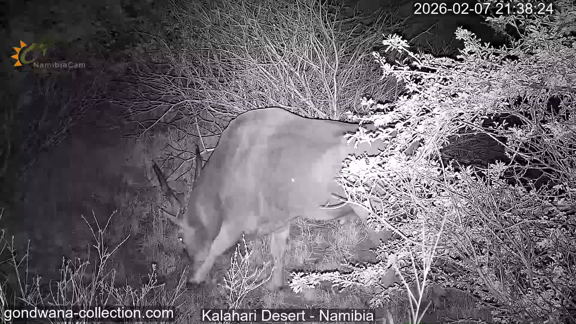Natural Life in the Kalahari Desert (Gondwana Kalahari Park)  Live Cam - Mariental, Hardap, Namibia