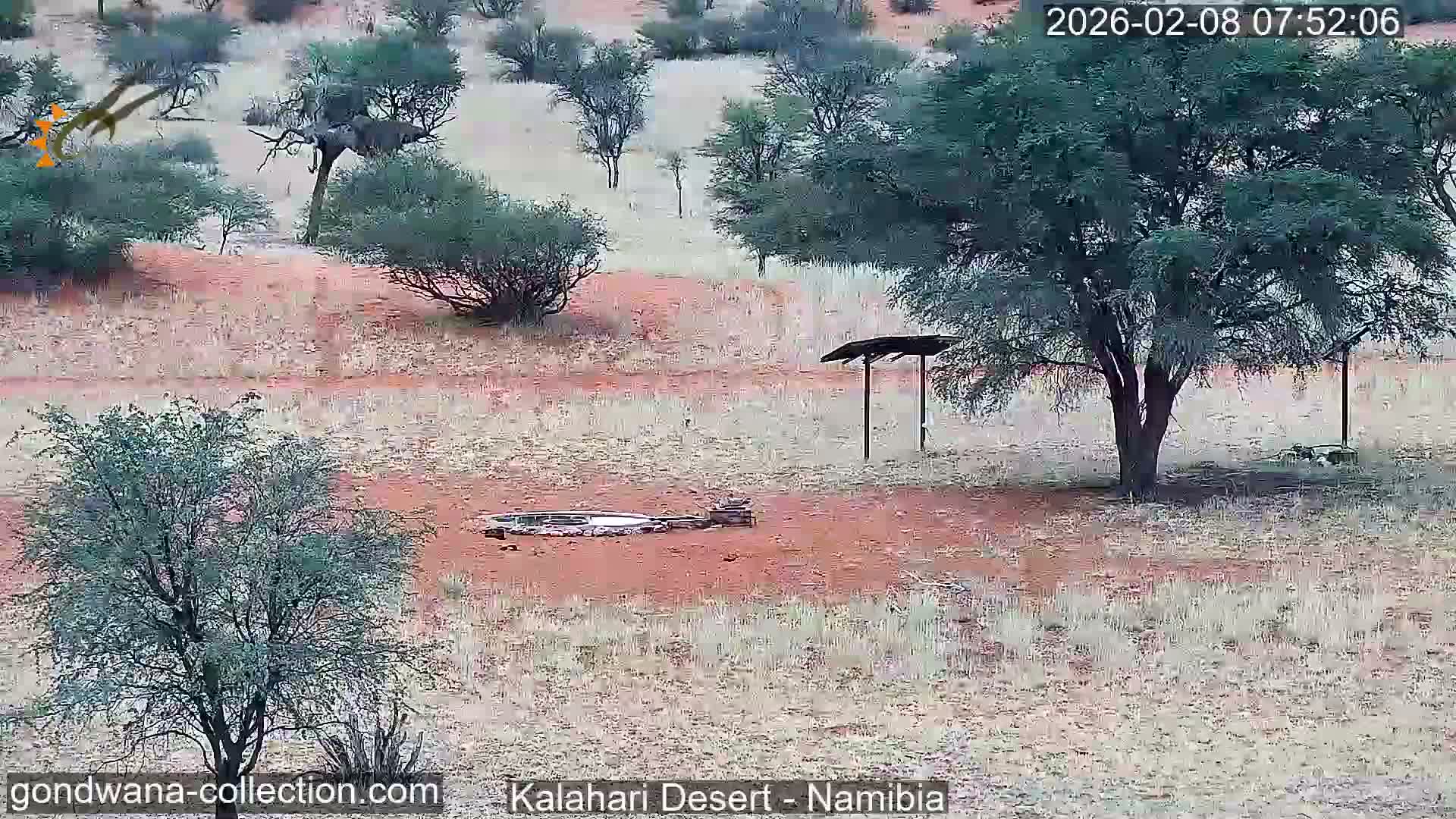 Natural Life in the Kalahari Desert (Gondwana Kalahari Park)  Live Cam - Mariental, Hardap, Namibia