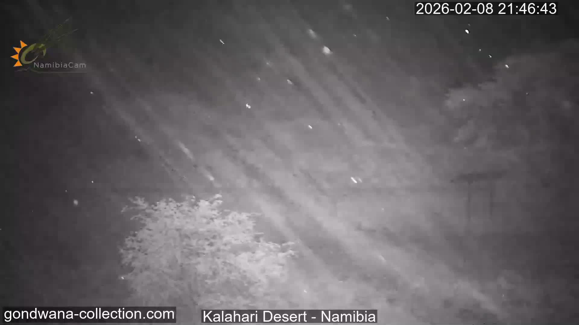 Natural Life in the Kalahari Desert (Gondwana Kalahari Park)  Live Cam - Mariental, Hardap, Namibia
