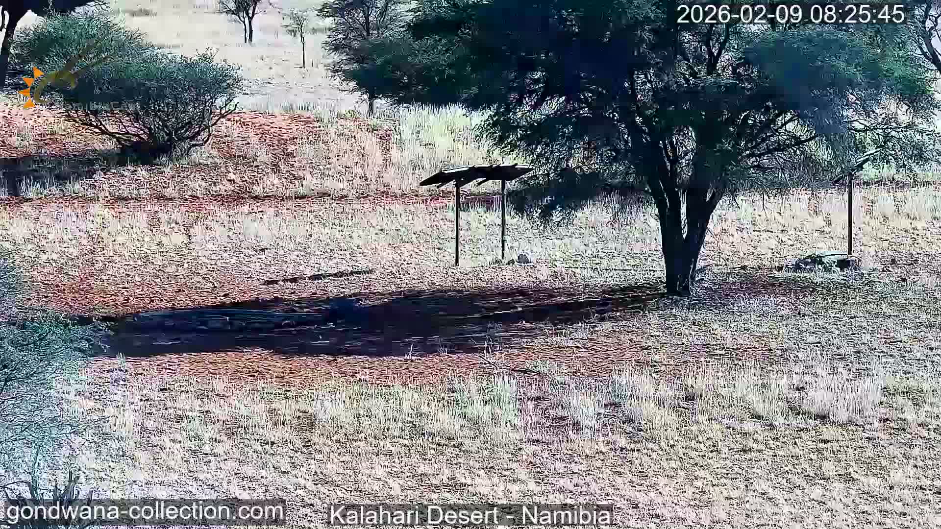 Natural Life in the Kalahari Desert (Gondwana Kalahari Park)  Live Cam - Mariental, Hardap, Namibia