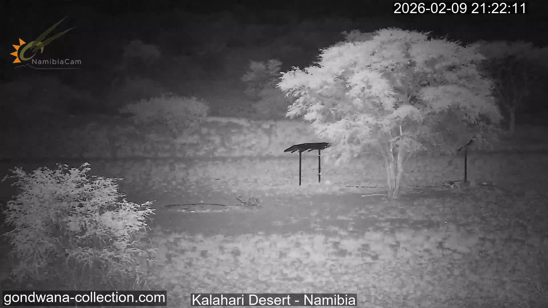Natural Life in the Kalahari Desert (Gondwana Kalahari Park)  Live Cam - Mariental, Hardap, Namibia