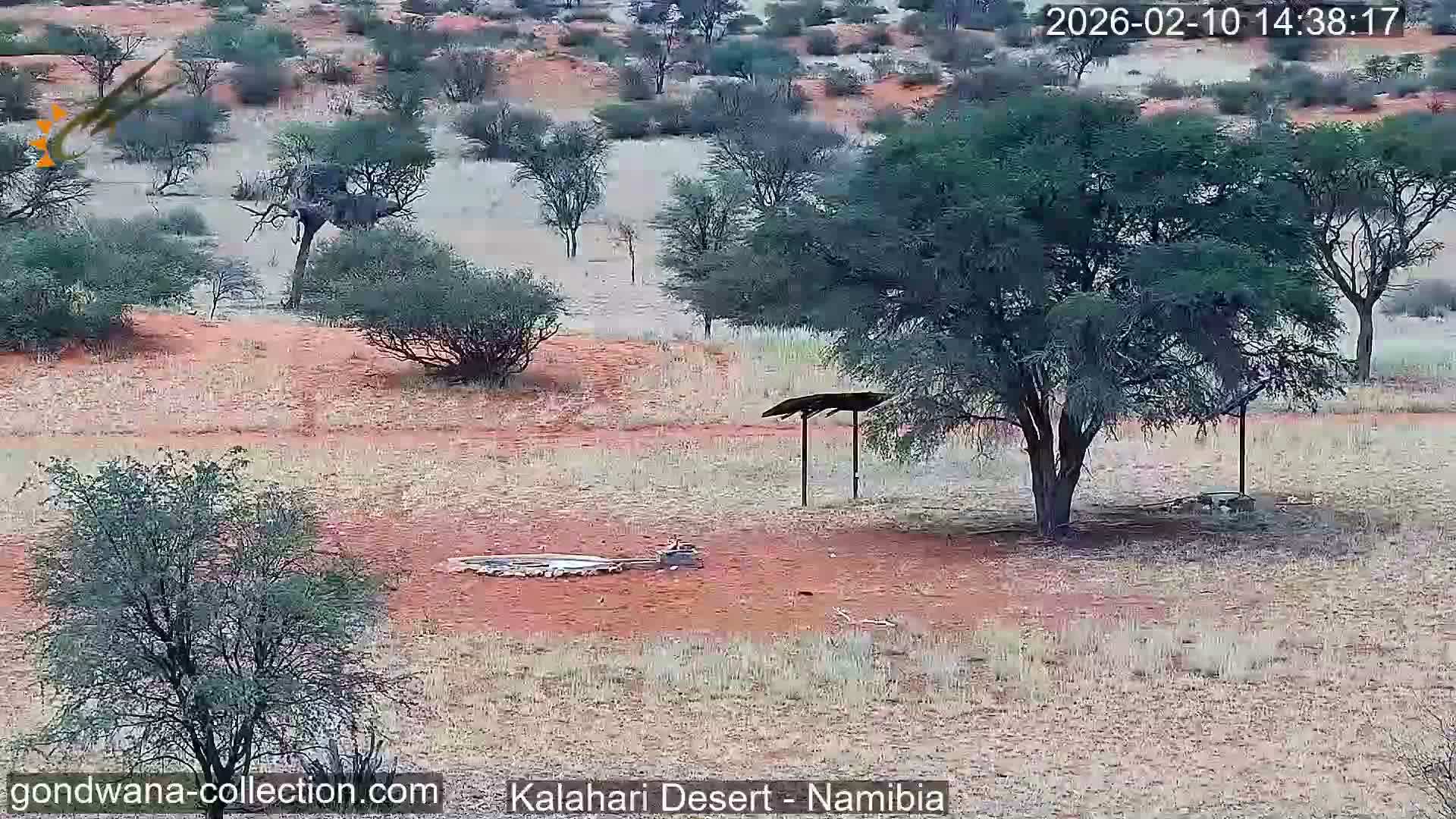 Natural Life in the Kalahari Desert (Gondwana Kalahari Park)  Live Cam - Mariental, Hardap, Namibia