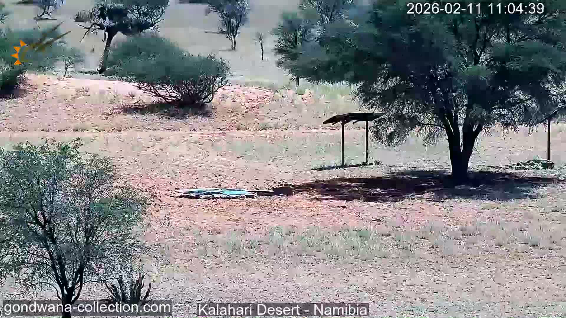 Natural Life in the Kalahari Desert (Gondwana Kalahari Park)  Live Cam - Mariental, Hardap, Namibia