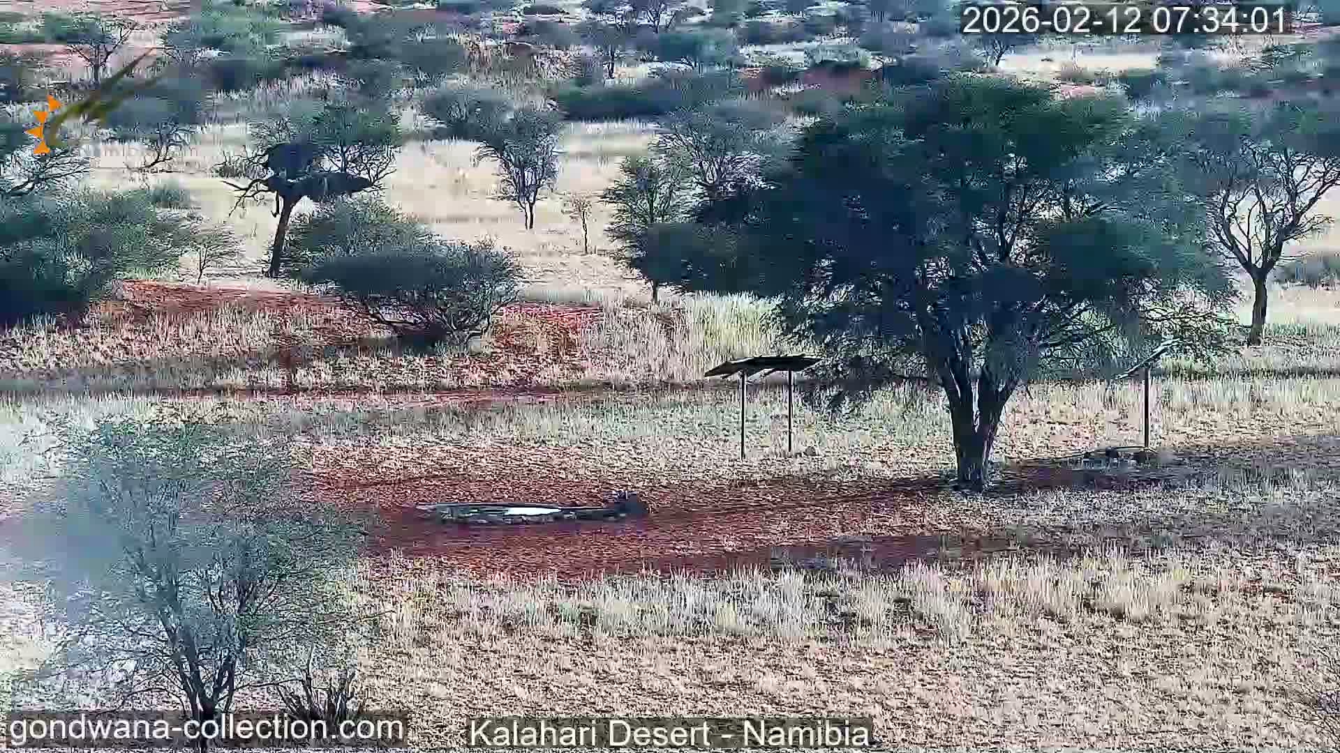 Natural Life in the Kalahari Desert (Gondwana Kalahari Park)  Live Cam - Mariental, Hardap, Namibia
