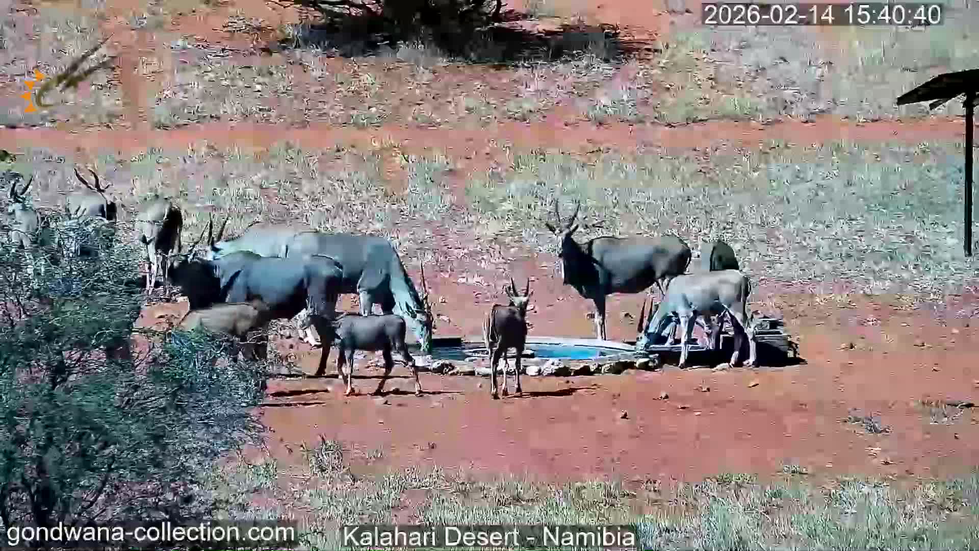 Natural Life in the Kalahari Desert (Gondwana Kalahari Park)  Live Cam - Mariental, Hardap, Namibia
