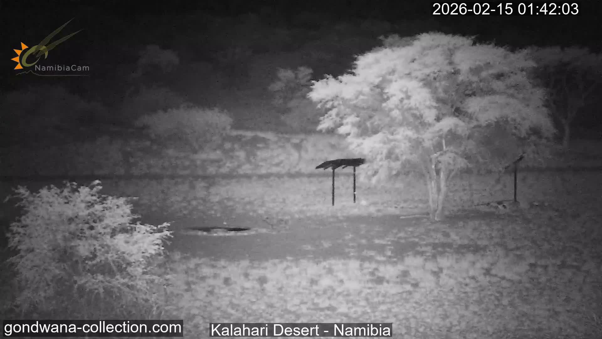 Natural Life in the Kalahari Desert (Gondwana Kalahari Park)  Live Cam - Mariental, Hardap, Namibia
