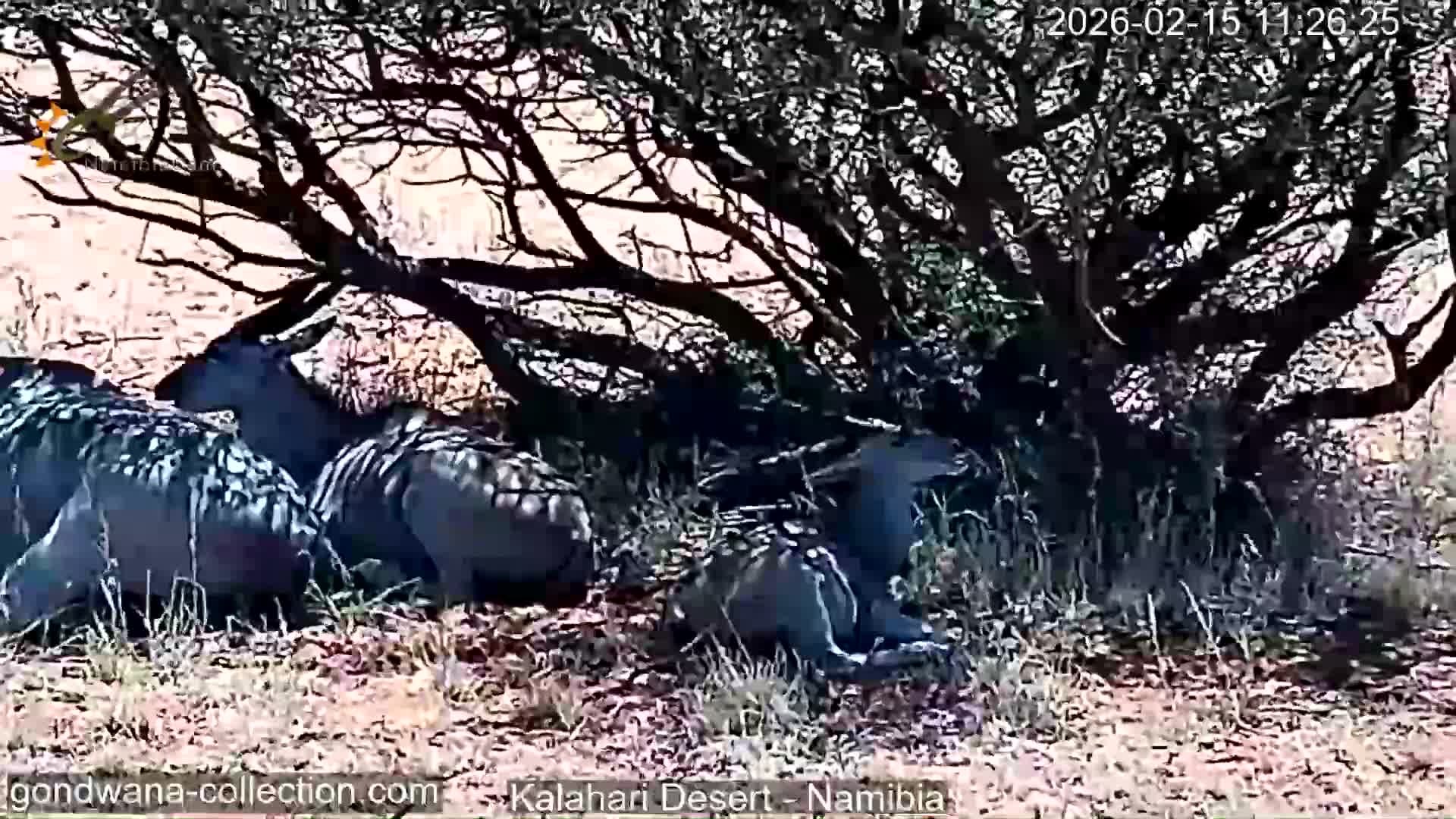 Natural Life in the Kalahari Desert (Gondwana Kalahari Park)  Live Cam - Mariental, Hardap, Namibia