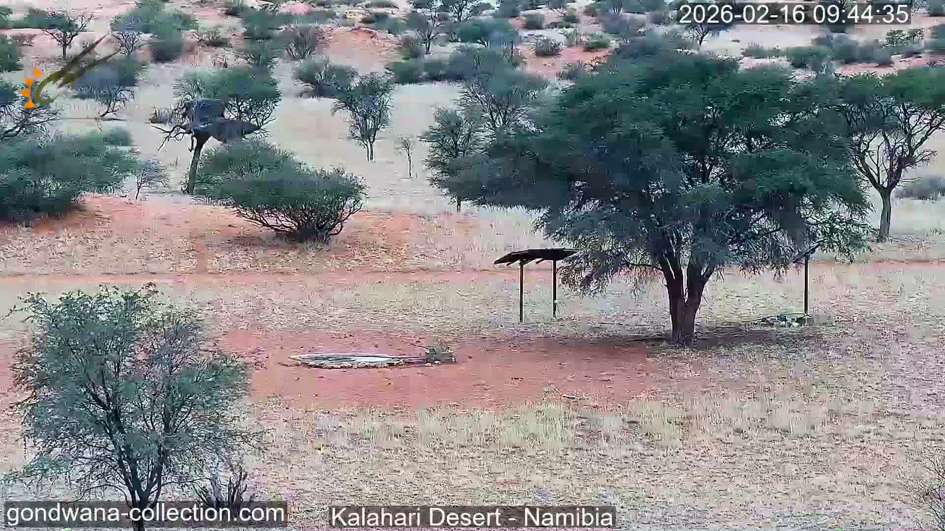 Natural Life in the Kalahari Desert (Gondwana Kalahari Park)  Live Cam - Mariental, Hardap, Namibia