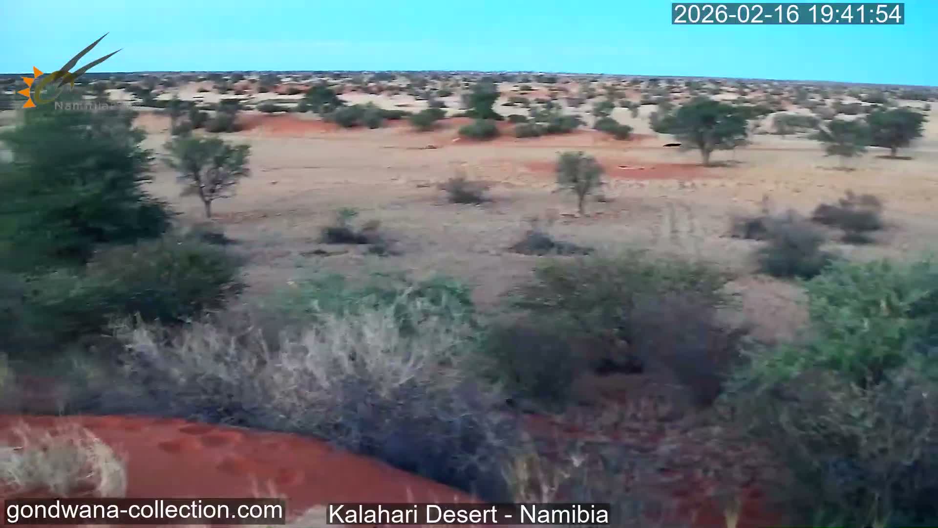 Natural Life in the Kalahari Desert (Gondwana Kalahari Park)  Live Cam - Mariental, Hardap, Namibia