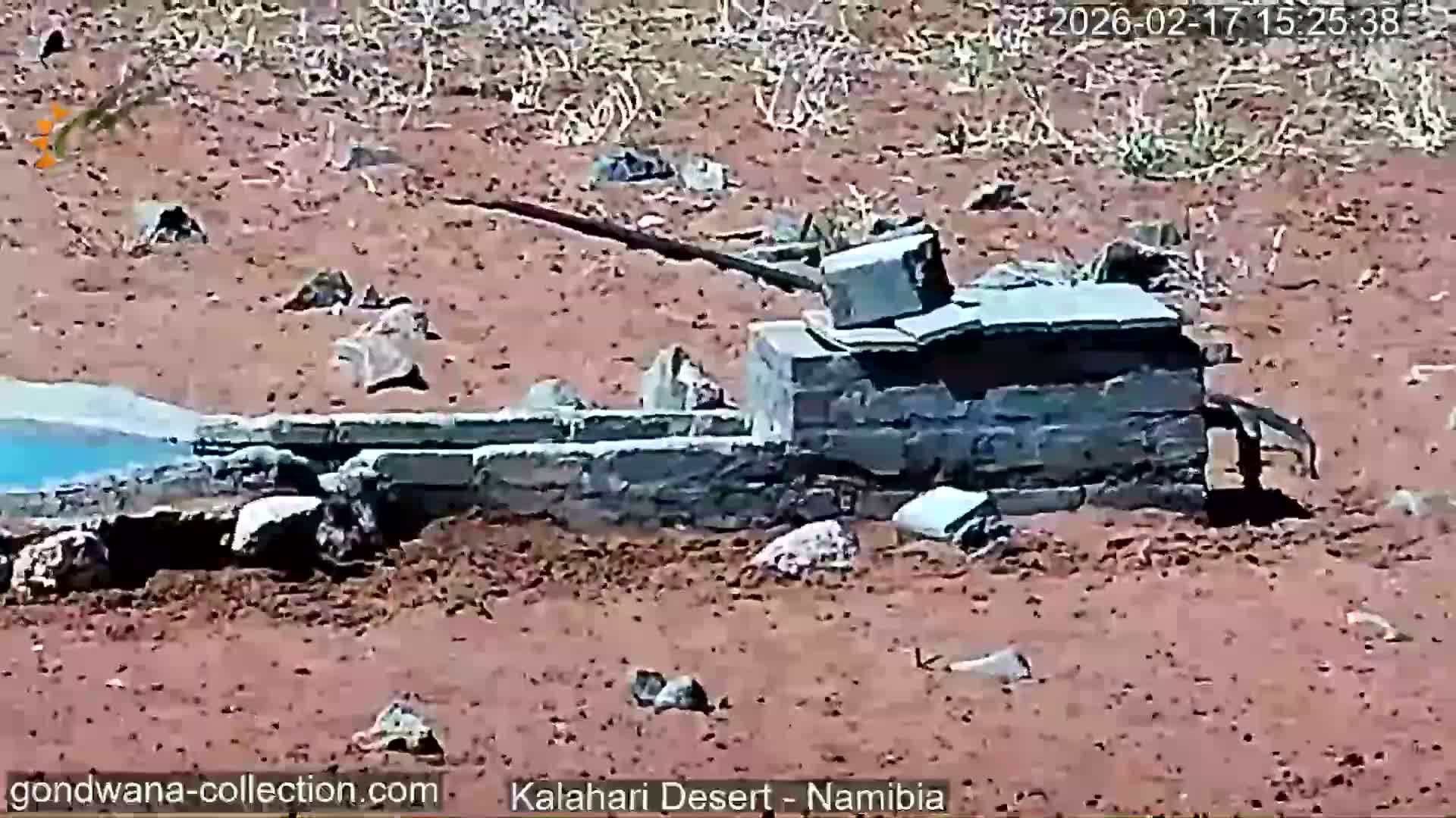 Natural Life in the Kalahari Desert (Gondwana Kalahari Park)  Live Cam - Mariental, Hardap, Namibia