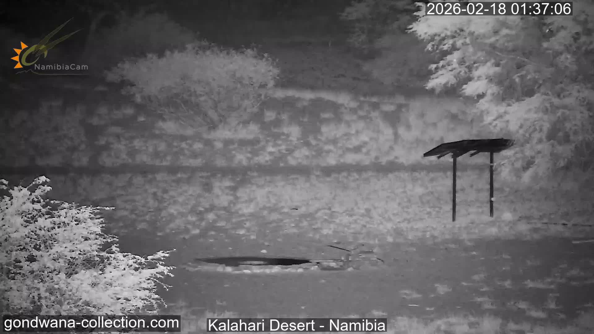 Natural Life in the Kalahari Desert (Gondwana Kalahari Park)  Live Cam - Mariental, Hardap, Namibia