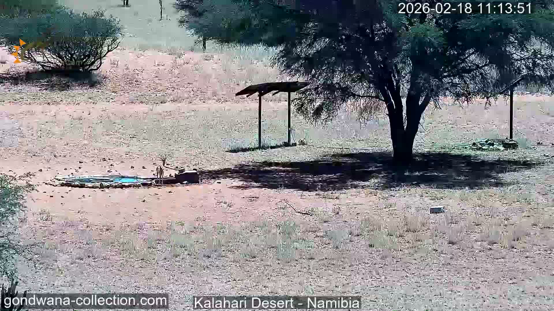 Natural Life in the Kalahari Desert (Gondwana Kalahari Park)  Live Cam - Mariental, Hardap, Namibia